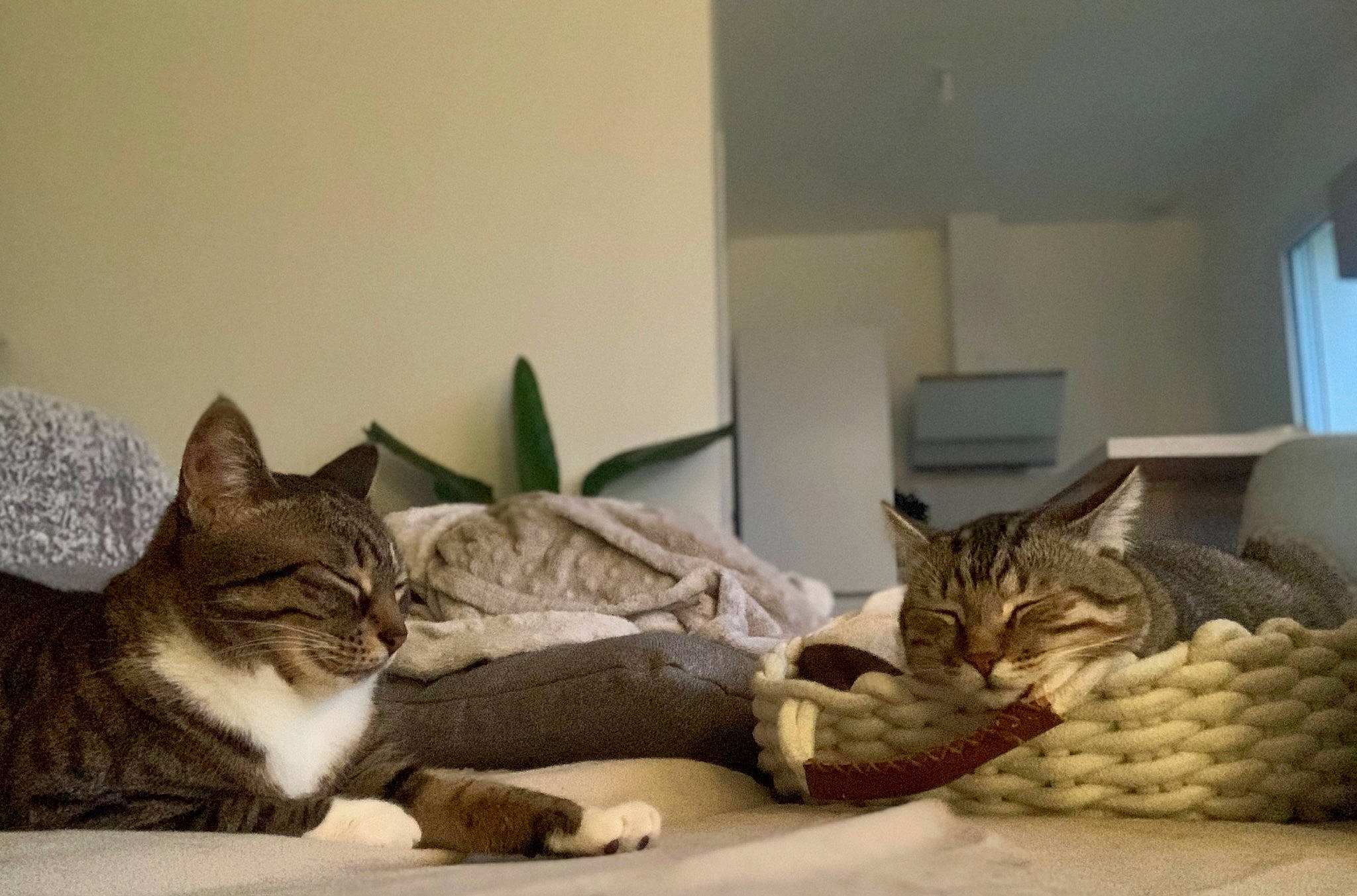 Miou a rejoint le concours — aidez-le/la à gagner de superbes lots ! ananas, bed, bed_sheet, bedding, carnivore, cat, comfort, domestic_short_haired_cat, felidae, fur, grey, linens, nap, paw, room, sleep, small_to_medium_sized_cats, tree, whiskers, window