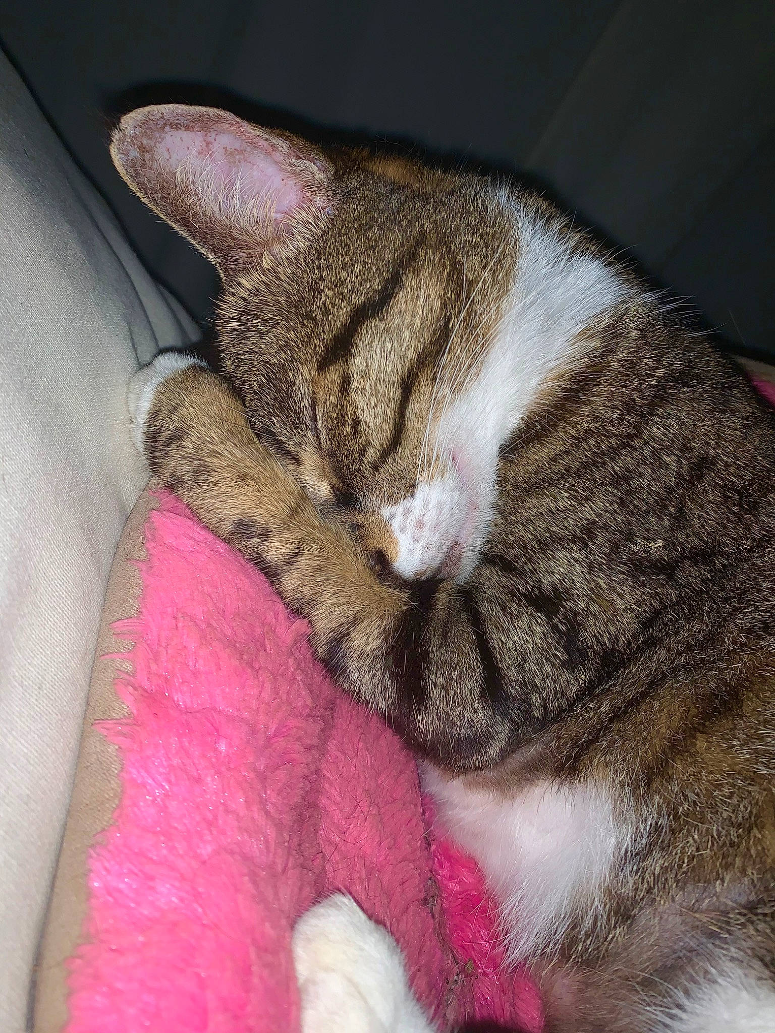 Miou participe au concours pour gagner de l'argent avec cette photo : carnivore, cat, claw, comfort, domestic_short_haired_cat, ear, fawn, felidae, fur, human_leg, leg, linens, nap, nose, paw, sleep, small_to_medium_sized_cats, snout, tail, whiskers