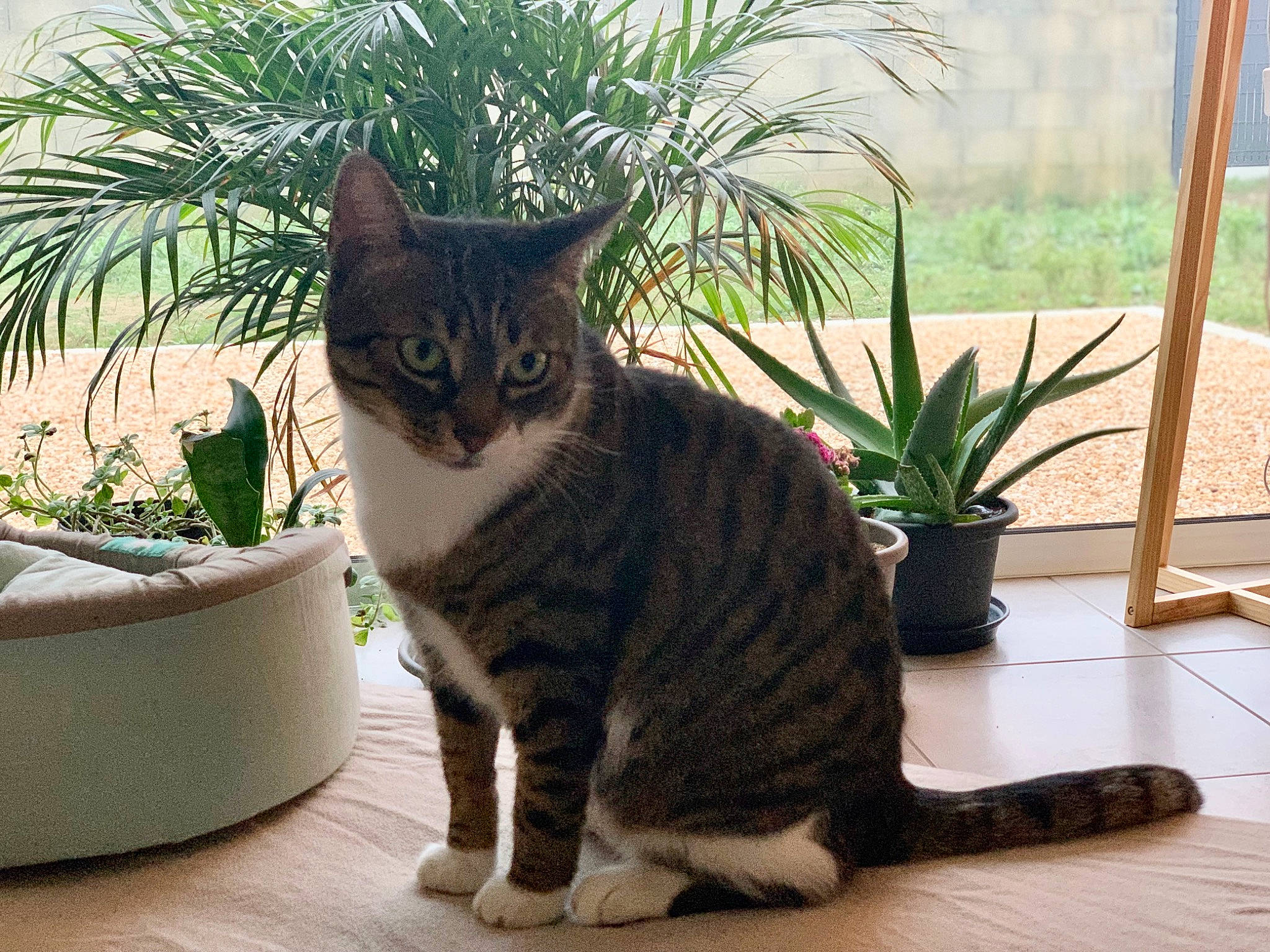 Miou a rejoint le concours — aidez-le/la à gagner de superbes lots ! carnivore, cat, comfort, domestic_short_haired_cat, fawn, felidae, flooring, flowerpot, fur, grass, houseplant, mammal, paw, plant, sitting, small_to_medium_sized_cats, tail, tree, whiskers, window