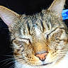 cat, tabby, close_up, pet, whiskers, feline, animal, face, fur, nose, ears, sleeping, content, indoor, portrait, domestic, cute, muzzle, soft, relaxed