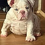 animal, bulldog, cute, dog, ears, expression, face, floor, front_paws, indoor, mammal, nose, pet, pink_paws, puppy, sitting, small, wooden_floor, wrinkles, young