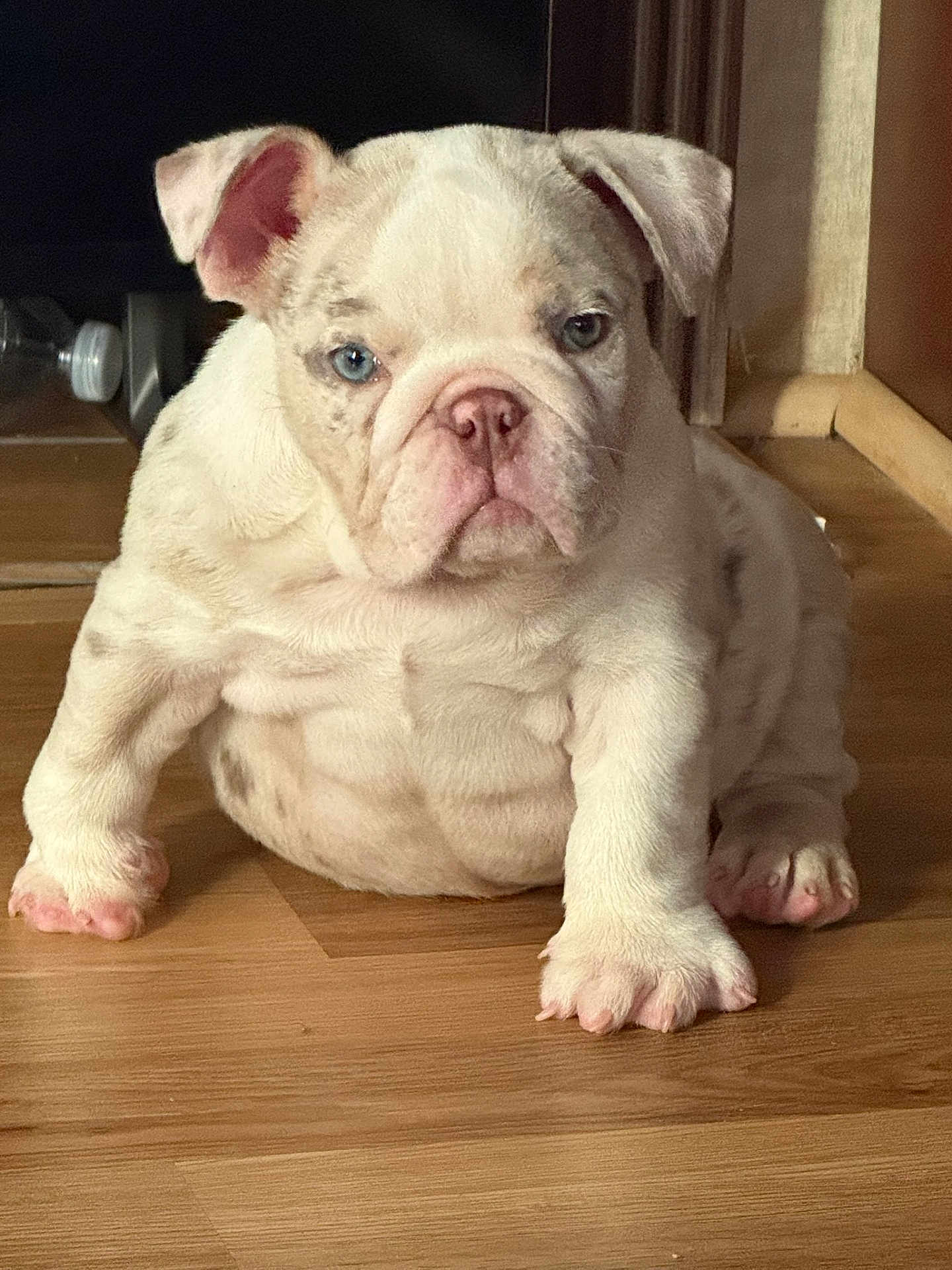 Gordo