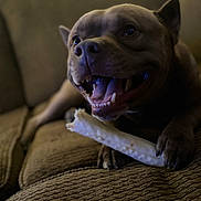 Boy joined the competition — help win amazing prizes! animal, bone, brown, canine, chewing, closeup, companion, couch, dog, furniture, happy, home, indoor, paw, pet, relaxed, smiling, teeth, texture, tongue