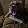 animal, bone, brown, canine, chewing, closeup, companion, couch, dog, furniture, happy, home, indoor, paw, pet, relaxed, smiling, teeth, texture, tongue