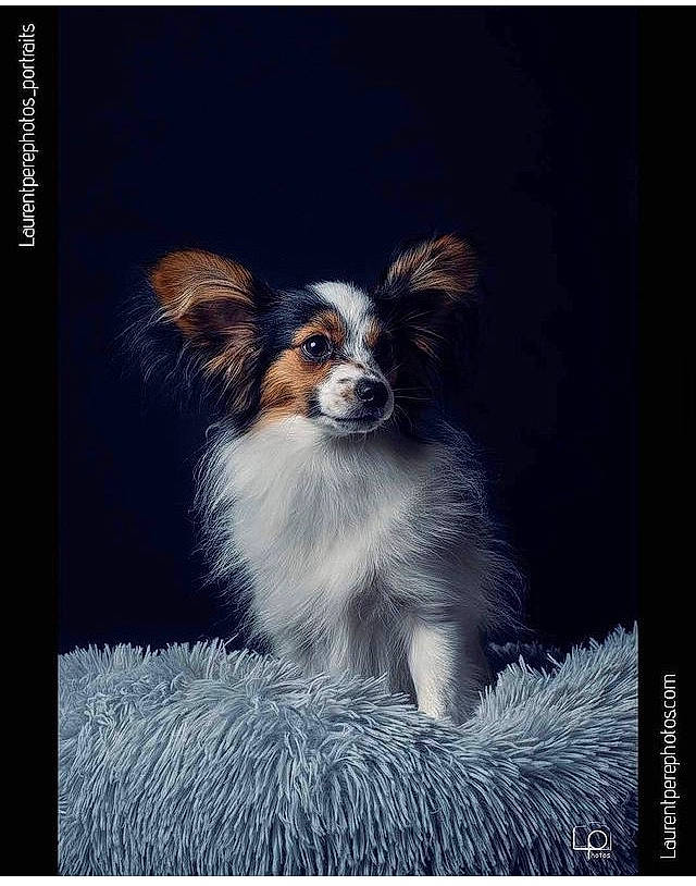 Sako a rejoint le concours — aidez-le/la à gagner de superbes lots ! canidae, carnivore, companion_dog, dog, dog_breed, font, photo_caption, picture_frame, rectangle, sporting_group, square, still_life_photography, terrestrial_animal, whiskers, working_dog