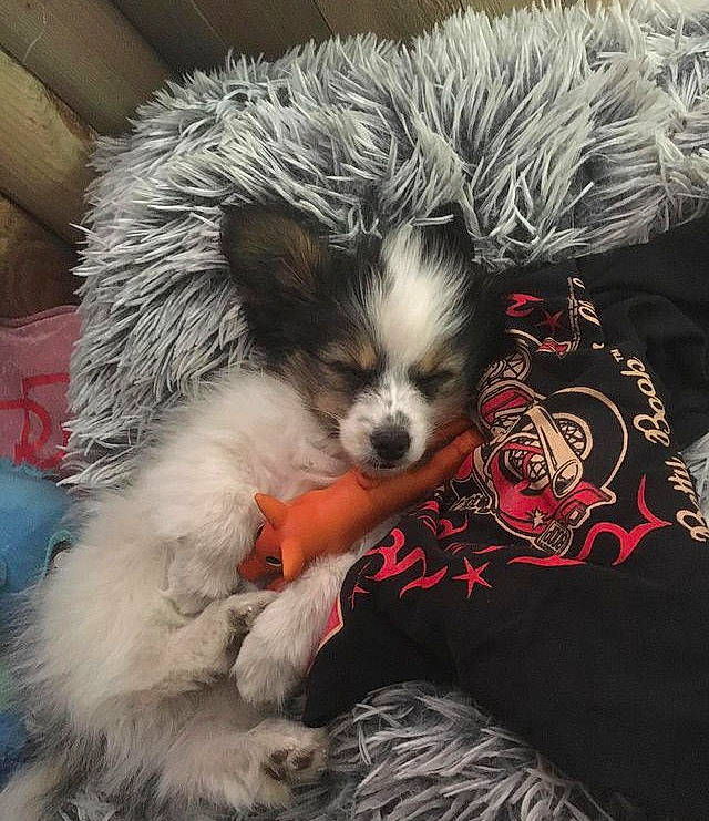 Sako participe au concours pour gagner de l'argent avec cette photo : canidae, carnivore, chihuahua, companion_dog, dog, dog_breed, dog_supply, fashion_accessory, fawn, feather, felidae, fur, paw, puppy, puppy_love, snout, sporting_group, tail, toy_dog, whiskers