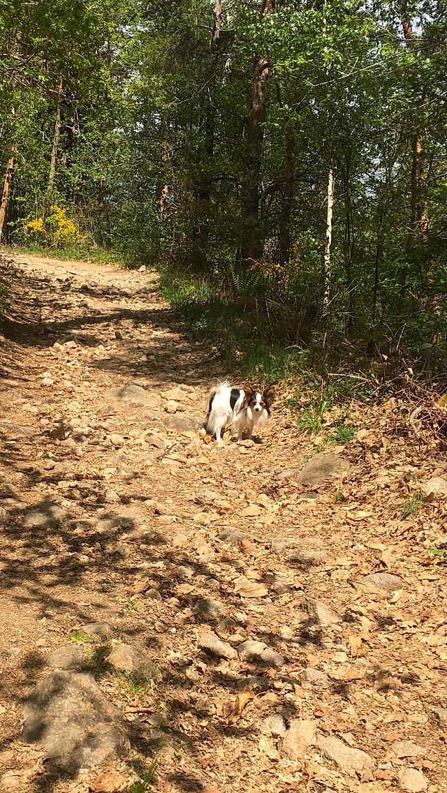 Sako participe au concours pour gagner de l'argent avec cette photo : carnivore, deciduous, dog, dog_breed, fawn, forest, grass, landscape, natural_landscape, plant, plant_community, soil, sporting_group, temperate_broadleaf_and_mixed_forest, terrestrial_animal, tree, trunk, wood, woodland, working_animal