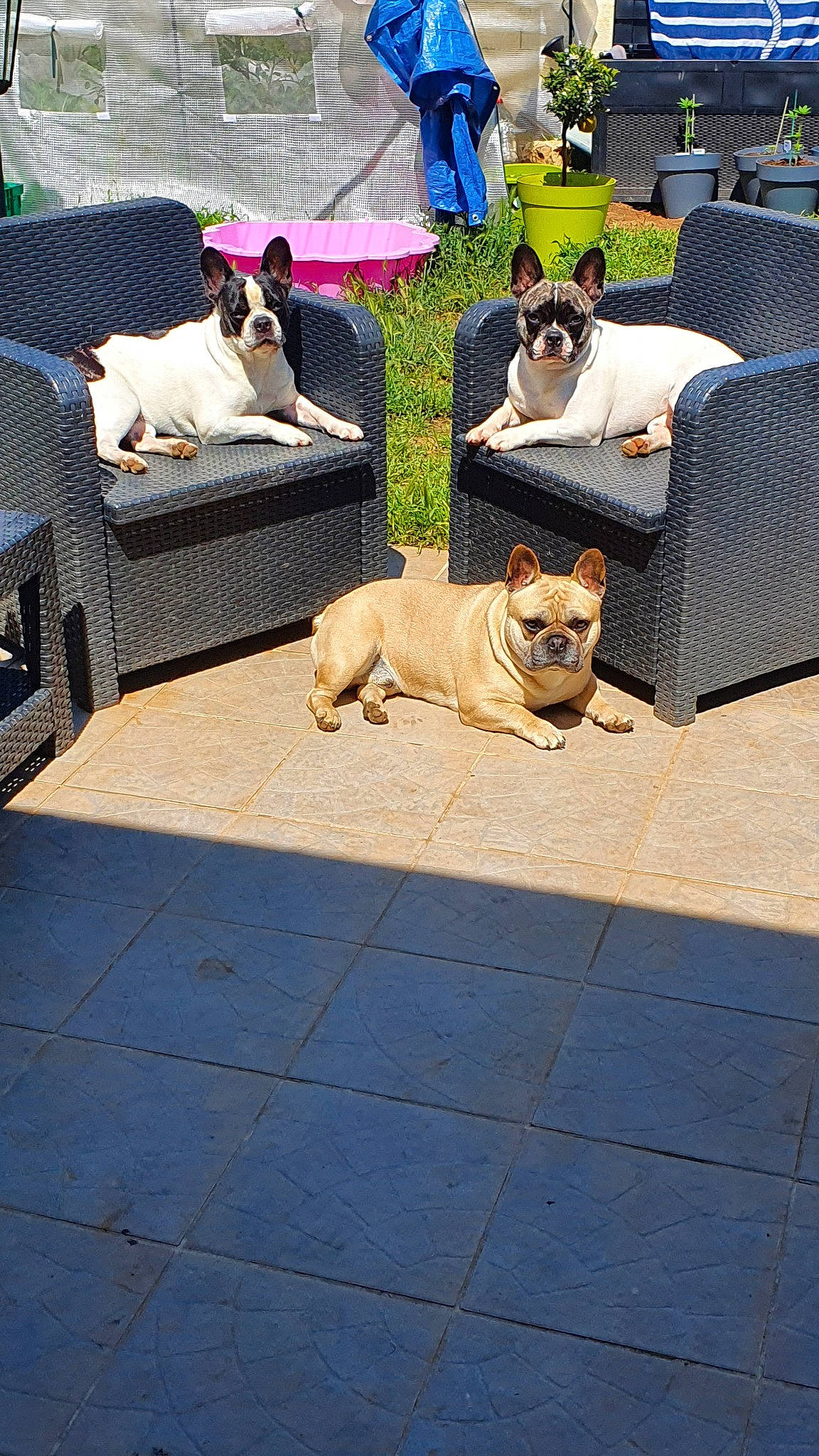 Mimiss a rejoint le concours — aidez-le/la à gagner de superbes lots ! canidae, carnivore, companion_dog, dog, dog_breed, fawn, floor, flooring, french_bulldog, non_sporting_group, pembroke_welsh_corgi, sporting_group, table