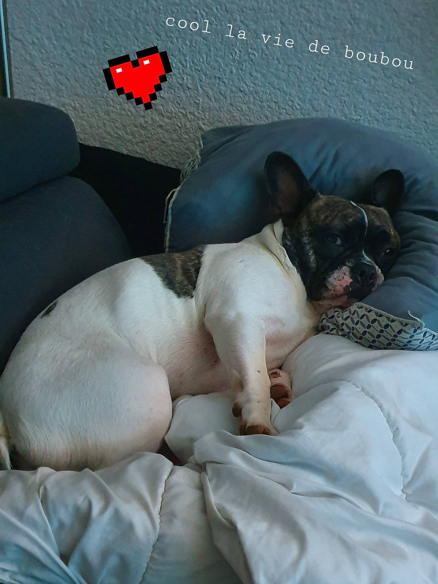 Mimiss participe au concours pour gagner de l'argent avec cette photo : bulldog, canidae, carnivore, comfort, companion_dog, dog, dog_breed, fawn, french_bulldog, nap, non_sporting_group, photo_caption, puppy, puppy_love, rat_terrier, sleep, toy_fox_terrier