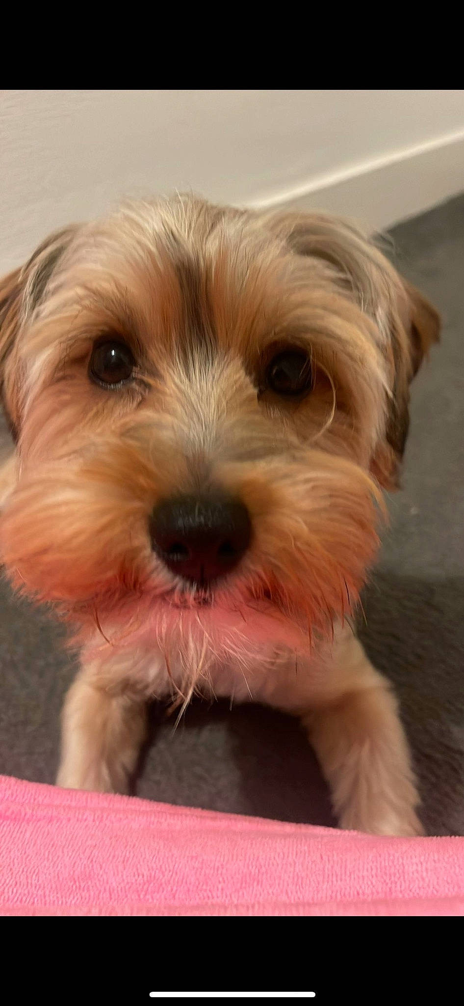 Donald joined the competition — help win amazing prizes! biewer_terrier, canidae, carnivore, companion_dog, dog, dog_breed, ear, fur, liver, maltepoo, puppy, small_terrier, snout, sporting_group, terrier, toy_dog, working_animal