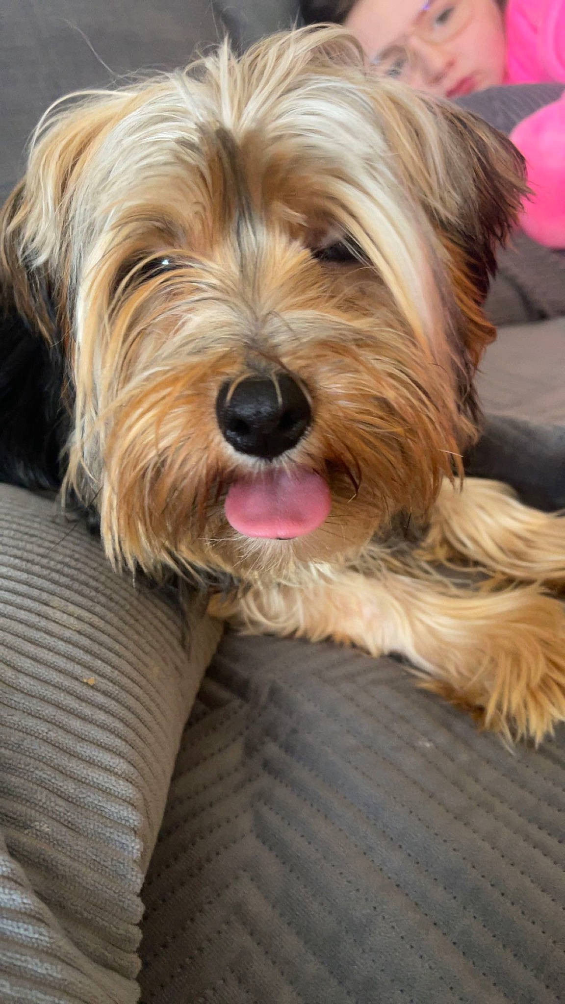 Donald joined the competition — help win amazing prizes! biewer_terrier, canidae, carnivore, companion_dog, dog, dog_breed, fur, liver, maltepoo, puppy, small_terrier, snout, sporting_group, terrier, toy_dog, water_dog, working_animal, yorkipoo