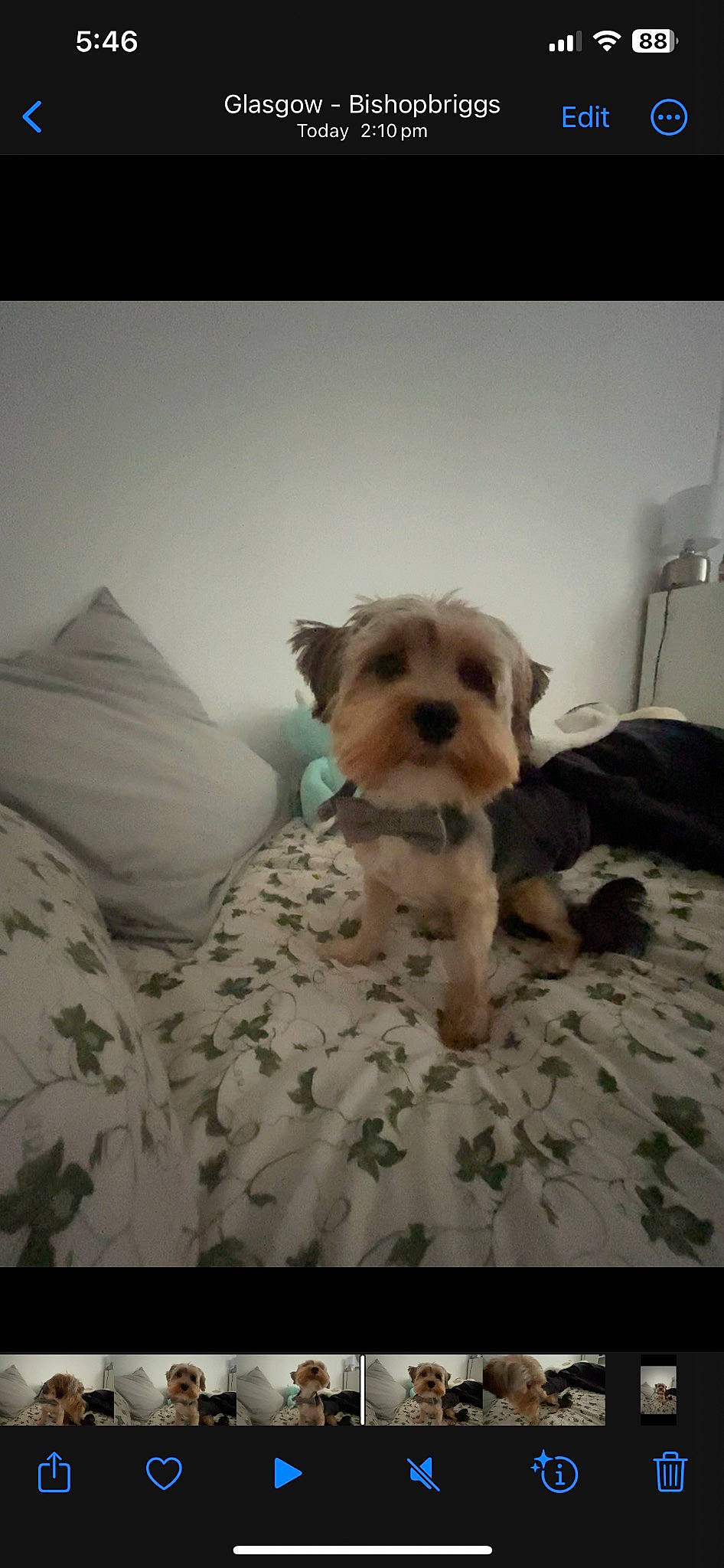 Donald is registered to the contest to win money with this photo: bed, bedding, carnivore, comfort, companion_dog, couch, dog, dog_breed, dog_clothes, dog_supply, fawn, flooring, linens, puppy_love, small_terrier, snout, terrier, toy, toy_dog, working_animal