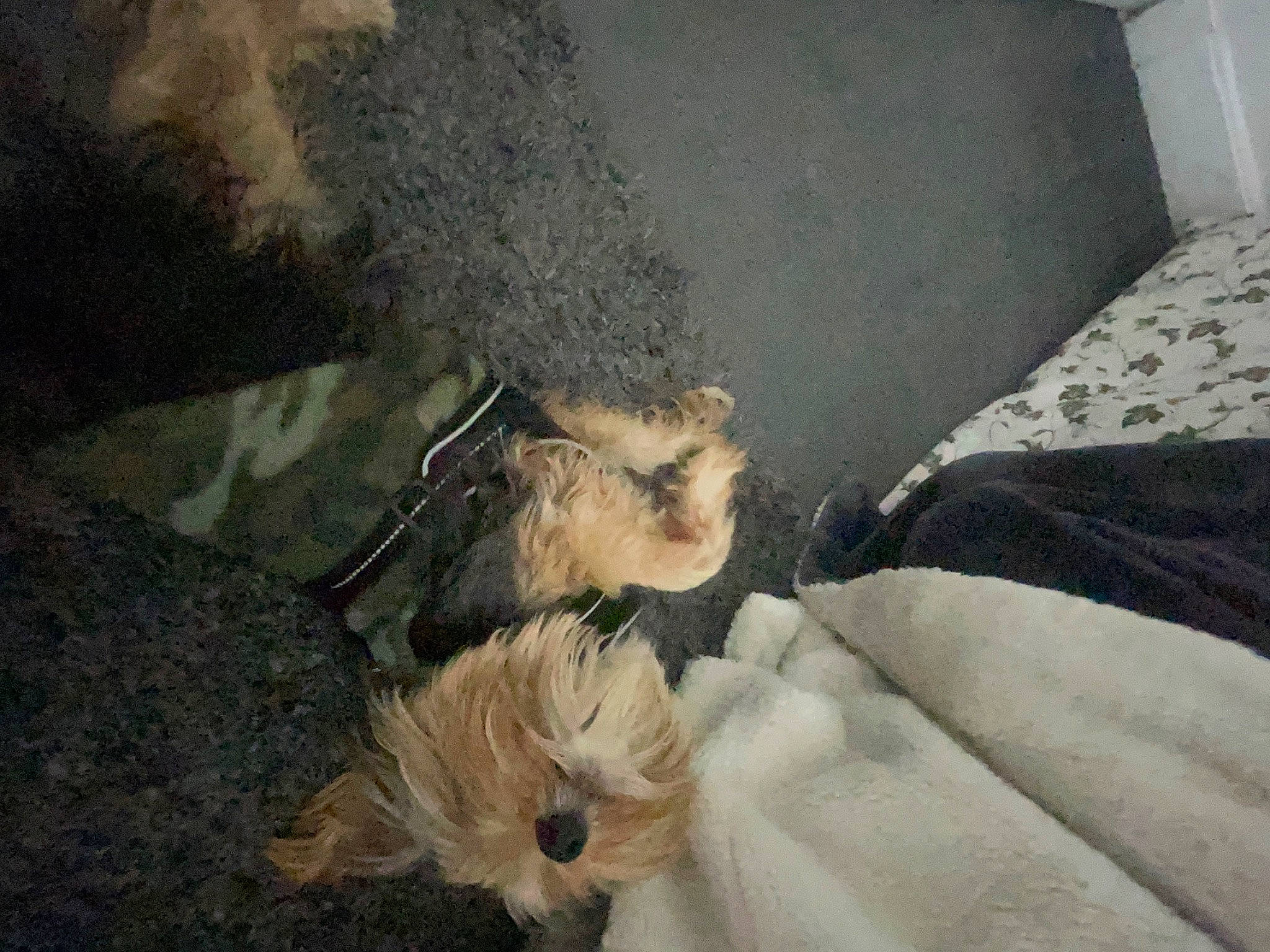 Donald joined the competition — help win amazing prizes! comfort, companion_dog, dog, dog_breed, fawn, felidae, fur, nap, paw, small_terrier, small_to_medium_sized_cats, sporting_group, tail, terrier, toy_dog