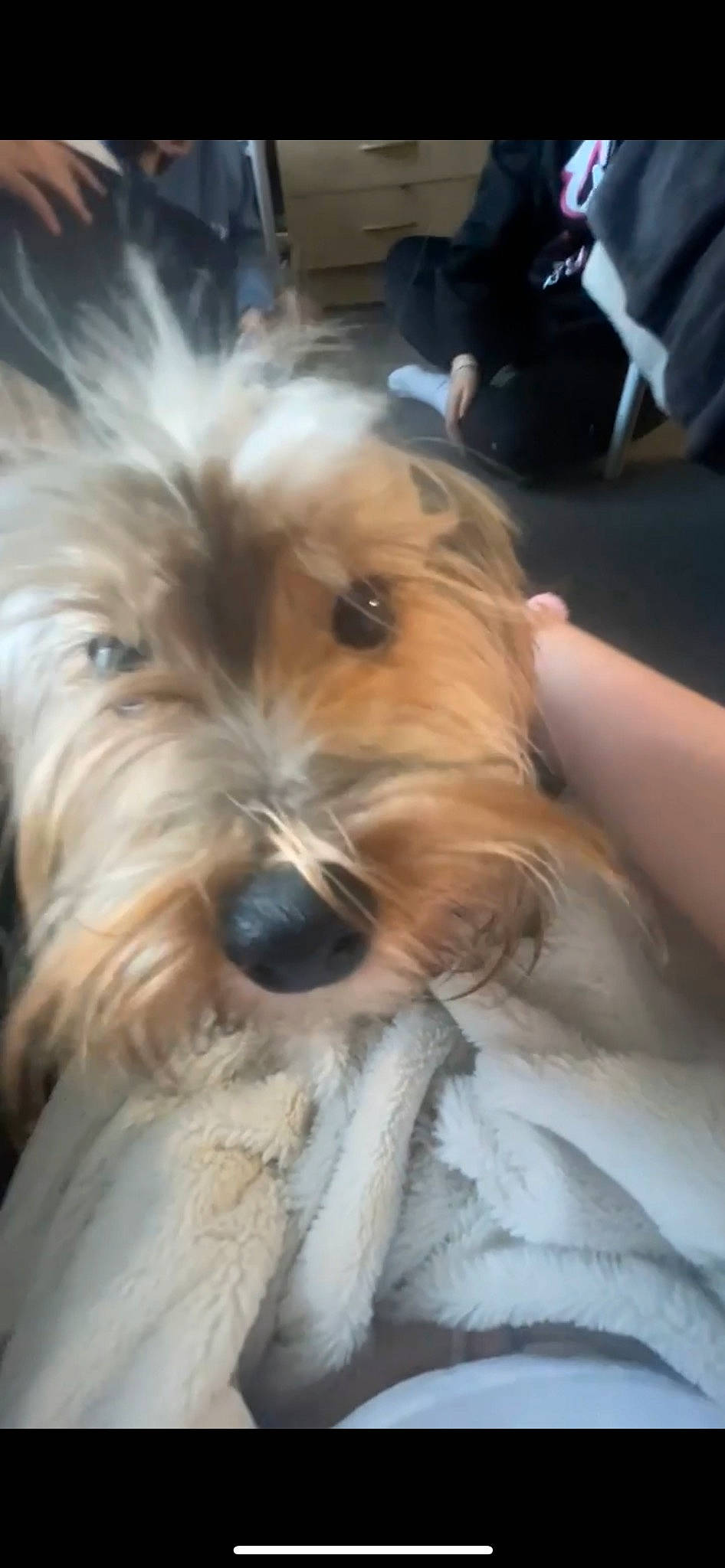 Donald is registered to the contest to win money with this photo: biewer_terrier, canidae, carnivore, companion_dog, dog, dog_breed, eye, fur, maltepoo, non_sporting_group, puppy, small_terrier, snout, sporting_group, terrestrial_animal, terrier, toy_dog, working_animal