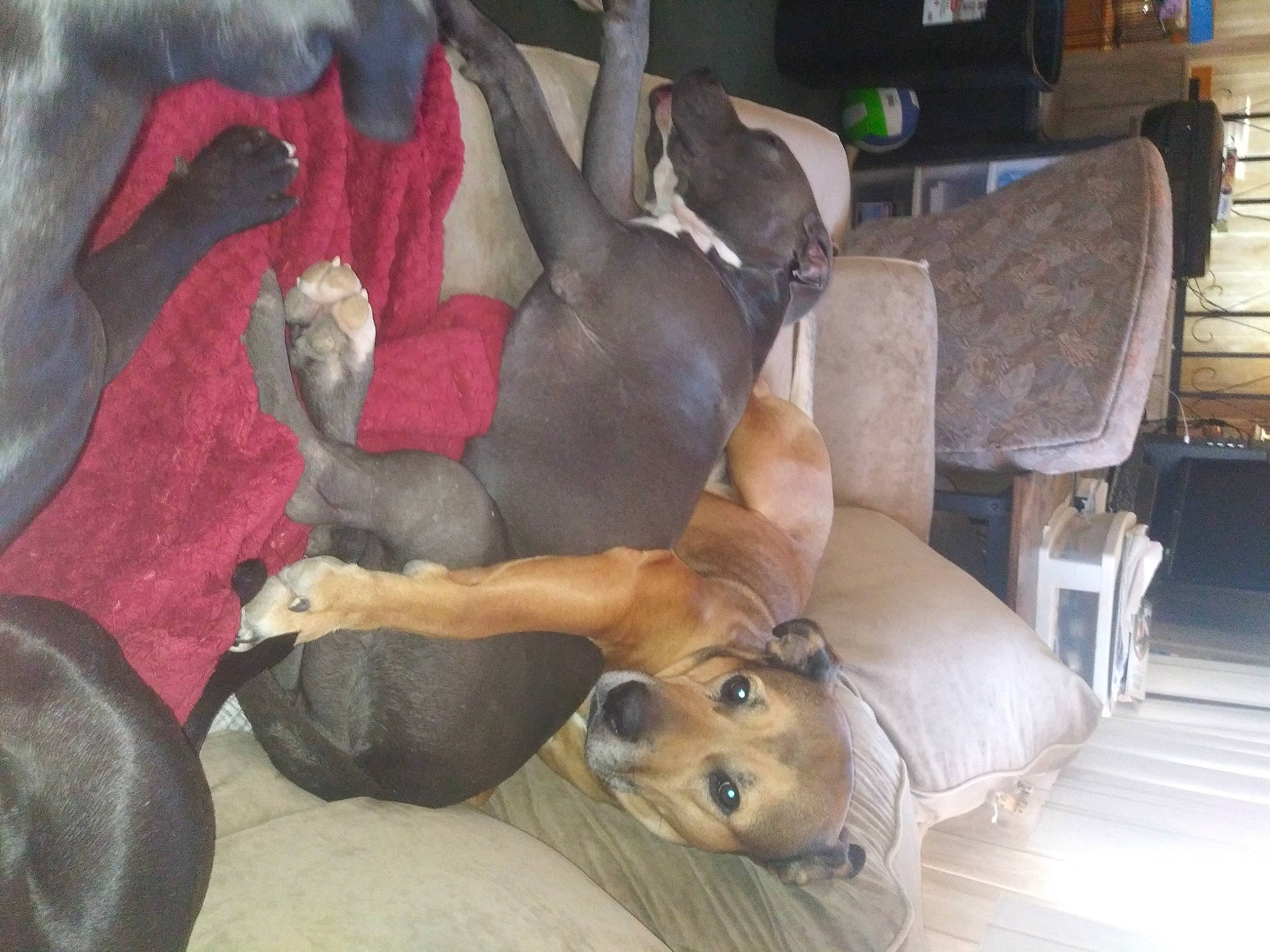 Koda Storm joined the competition — help win amazing prizes! canidae, carnivore, chair, comfort, companion_dog, couch, dog, dog_breed, dog_supply, fawn, guard_dog, hardwood, nap, non_sporting_group, picture_frame, snout, sporting_group, tail, terrestrial_animal, working_animal