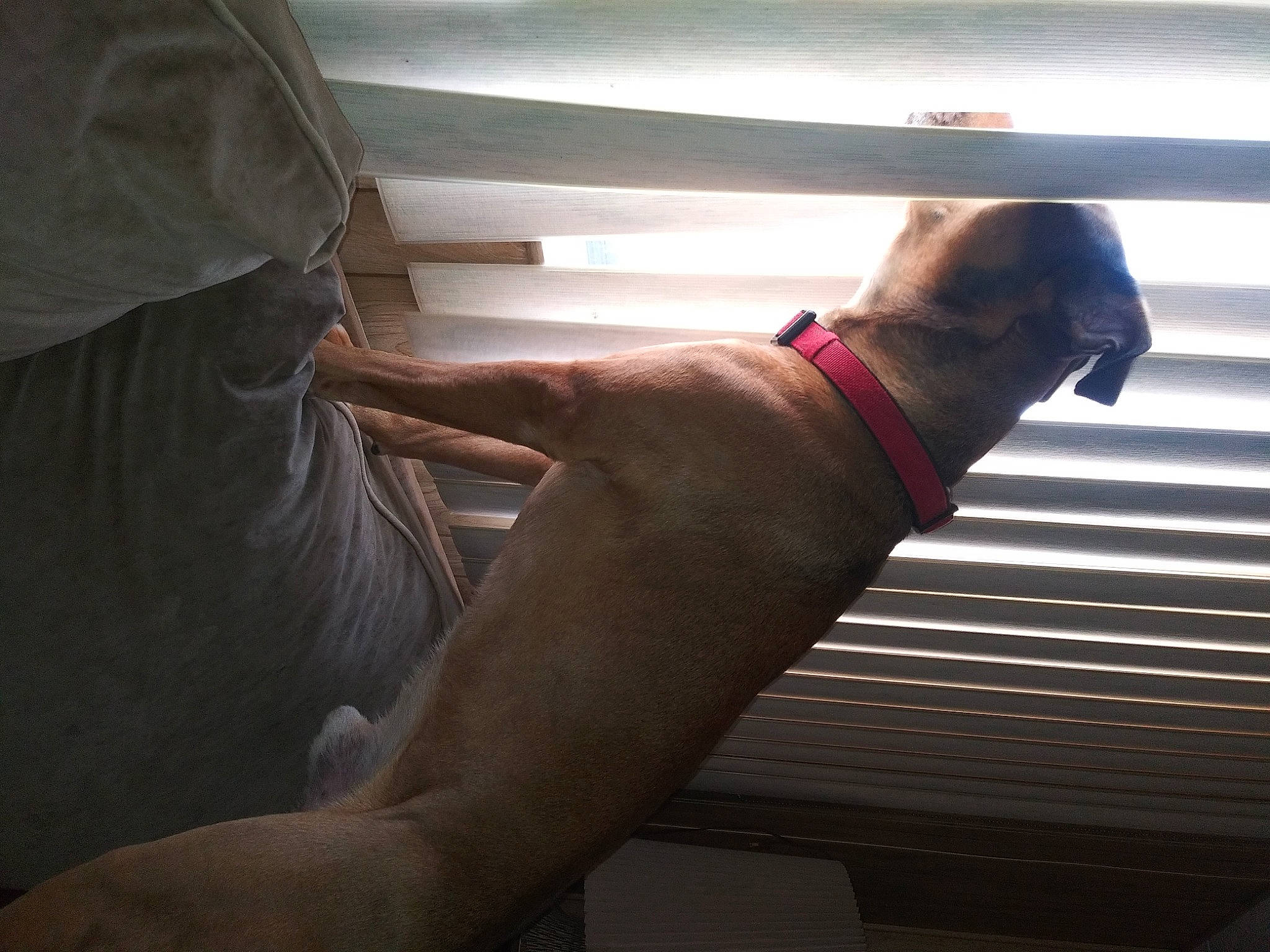 Koda Storm is registered to the contest to win money with this photo: carnivore, comfort, companion_dog, dog, dog_breed, dog_collar, elbow, fawn, flooring, foot, gesture, hardwood, human_leg, knee, room, sporting_group, tail, tints_and_shades, wood, wrist