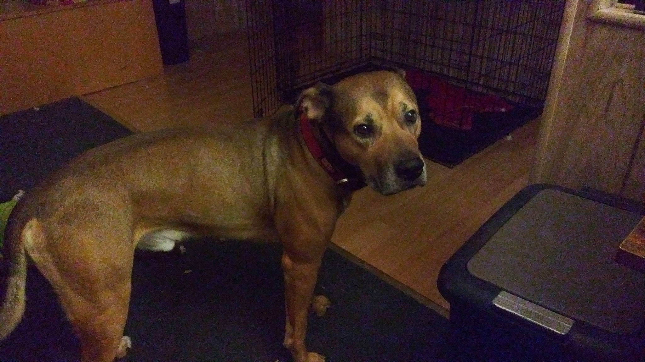 Koda Storm joined the competition — help win amazing prizes! canidae, carnivore, companion_dog, dog, dog_breed, dog_supply, fawn, flooring, fur, liver, pet_supply, snout, sporting_group, tail, terrestrial_animal, whiskers, working_animal