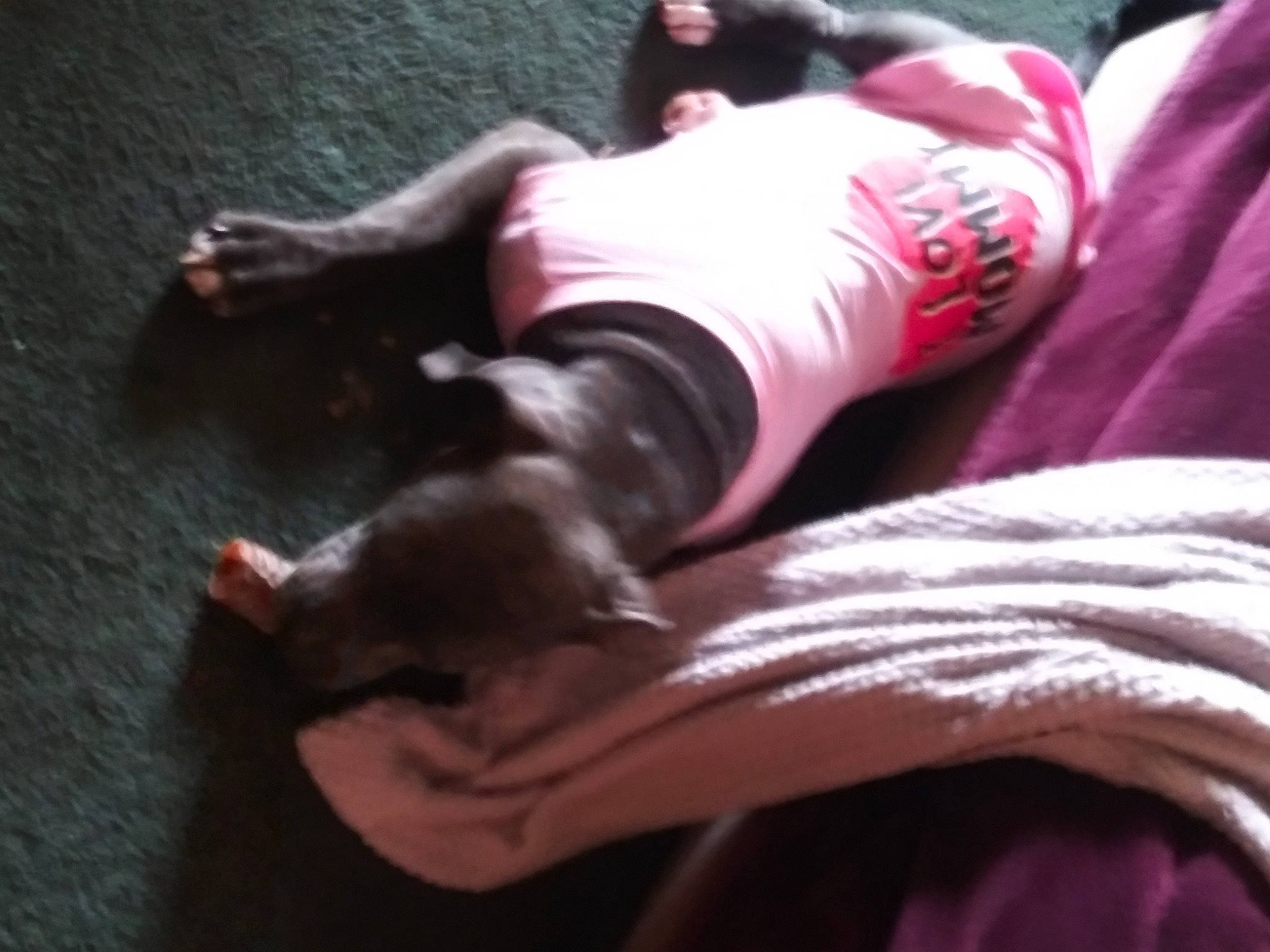 Zelda Jean joined the competition — help win amazing prizes! carmine, comfort, companion_dog, flesh, flooring, foot, fur, human_leg, knee, linens, magenta, nail, nap, pink, selfie, sitting, sportswear, tail, thigh, whiskers