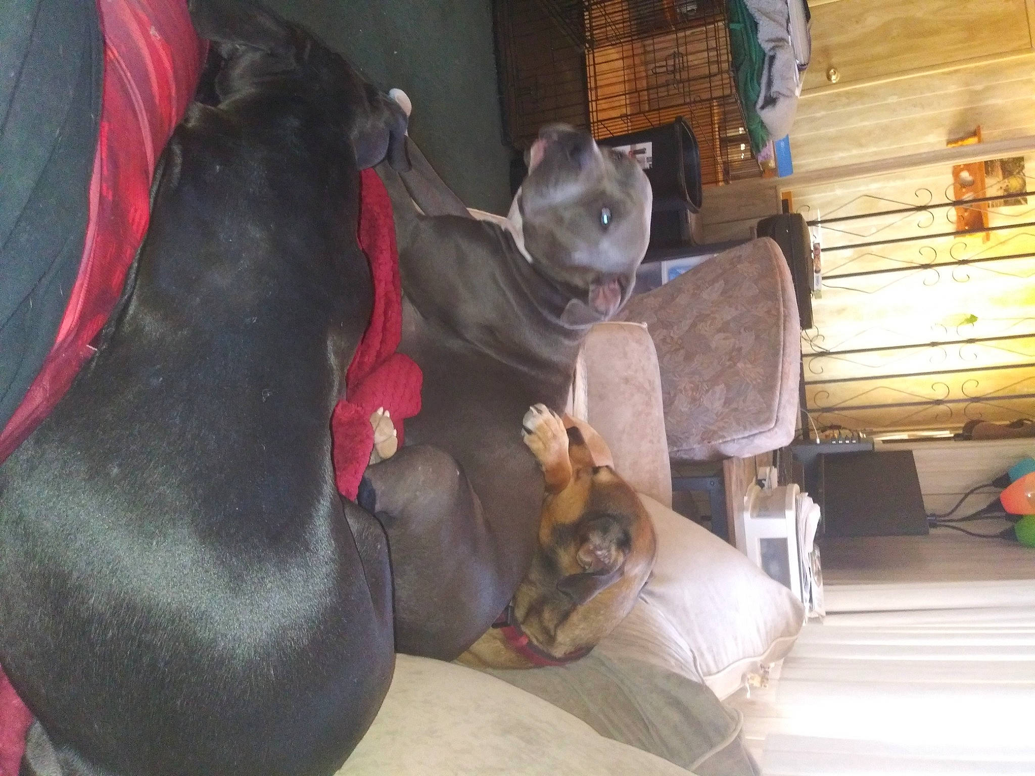 Zelda Jean is registered to the contest to win money with this photo: canidae, carmine, carnivore, collar, comfort, companion_dog, dog, dog_breed, fawn, foot, fur, guard_dog, hardwood, human_leg, liver, pet_supply, small_to_medium_sized_cats, sporting_group, whiskers, working_animal