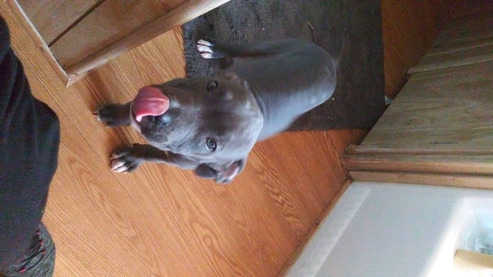 Zelda Jean joined the competition — help win amazing prizes! borador, carnivore, collar, companion_dog, dog, dog_breed, fawn, flooring, hardwood, laminate_flooring, non_sporting_group, plank, snout, sporting_group, tail, varnish, wood, wood_flooring, wood_stain, working_animal