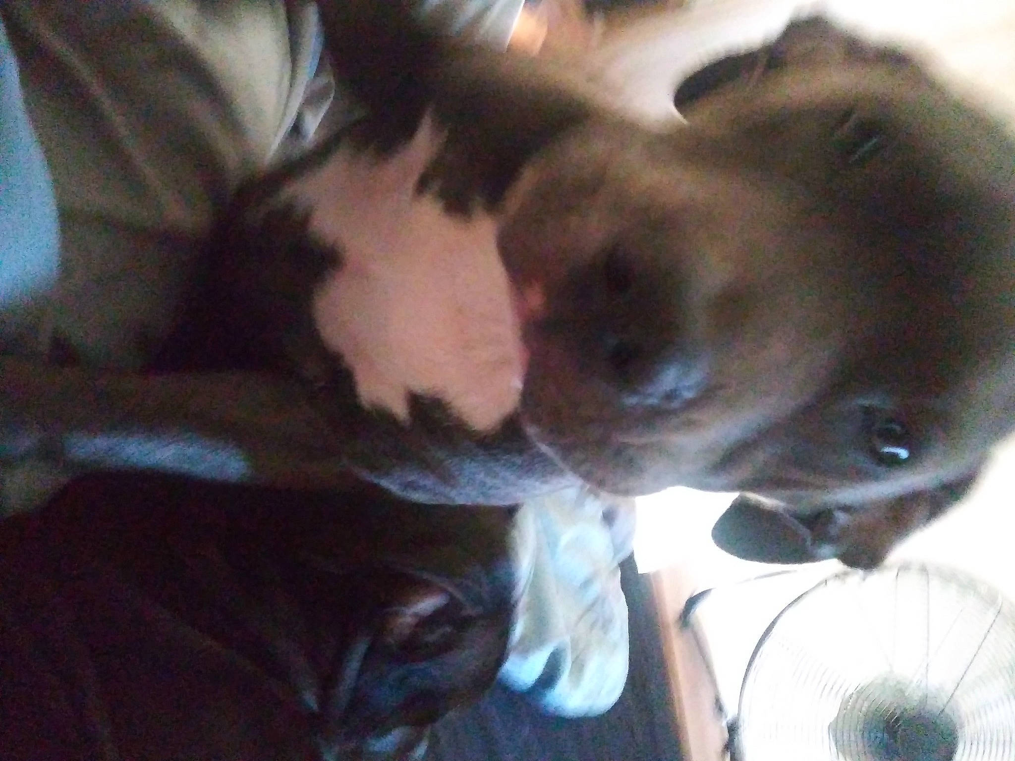 Zelda Jean is registered to the contest to win money with this photo: carnivore, circle, cloud, comfort, companion_dog, dog, dog_breed, ear, fawn, fur, liver, mechanical_fan, snout, sporting_group, whiskers, working_animal