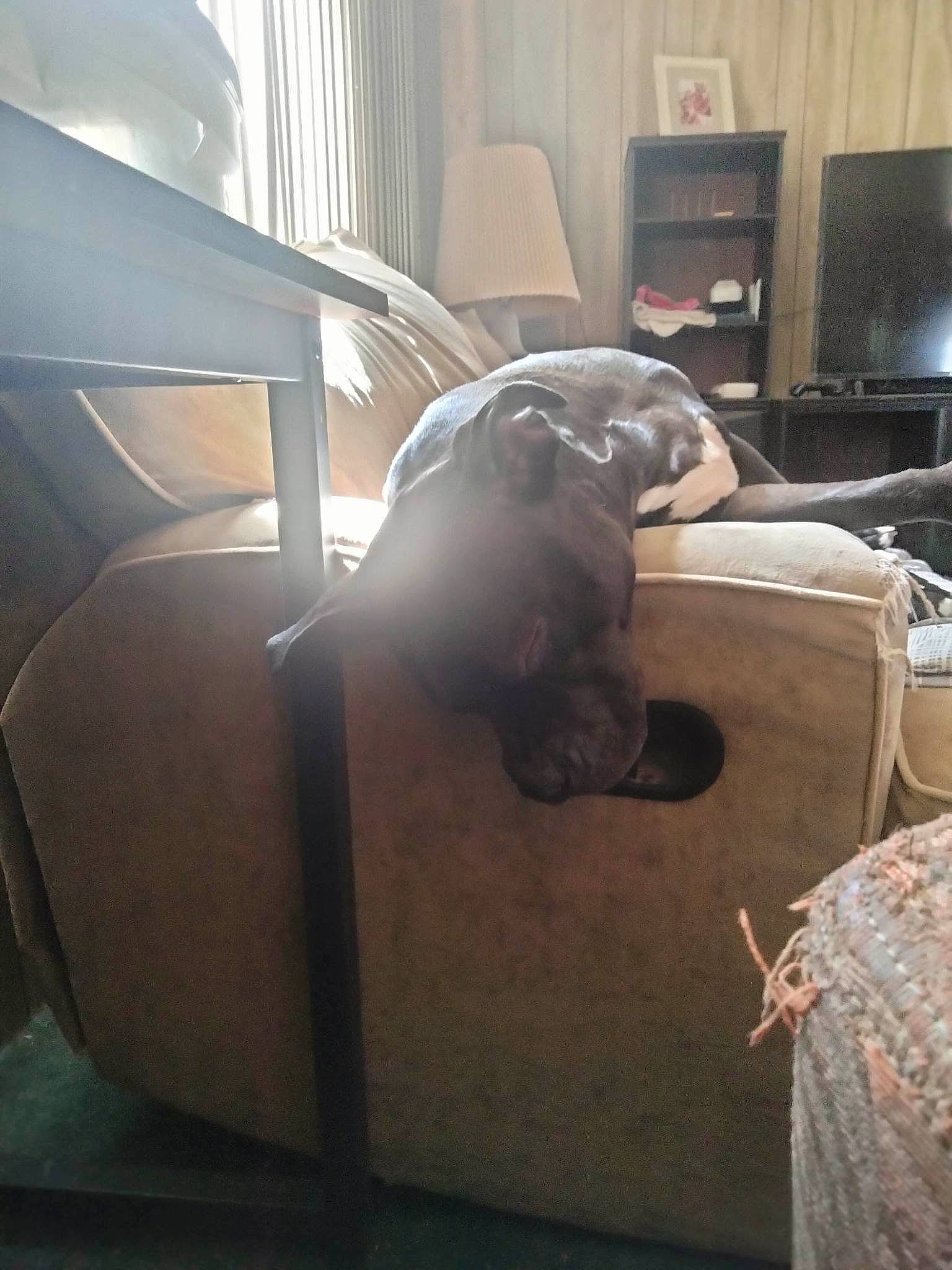 Marlie May joined the competition — help win amazing prizes! carnivore, chair, comfort, companion_dog, couch, dog, dog_breed, felidae, floor, flooring, hardwood, living_room, room, sporting_group, television, tints_and_shades, vehicle_door, whiskers, window, wood