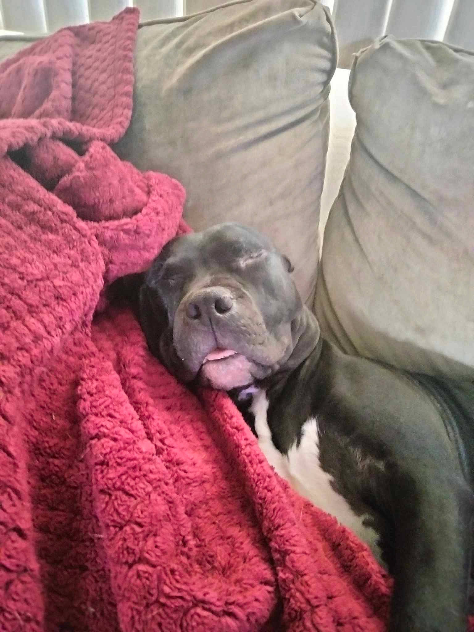 Marlie May is registered to the contest to win money with this photo: carnivore, comfort, companion_dog, dog, dog_breed, fawn, flesh, fur, grey, liver, magenta, non_sporting_group, snout, sporting_group, terrestrial_animal, toy_dog, working_animal, wrinkle