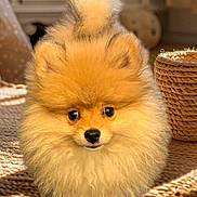 Aribo participe au concours pour gagner de l'argent avec cette photo : adorable, animal, basket, carpet, companion, cute, dog, domestic_animal, eyes, fluffy, fur, indoor, mammal, nose, pet, pomeranian, puppy, small_dog, sunlight, tail