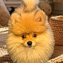 adorable, animal, basket, carpet, companion, cute, dog, domestic_animal, eyes, fluffy, fur, indoor, mammal, nose, pet, pomeranian, puppy, small_dog, sunlight, tail