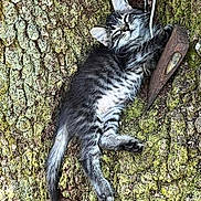 Mrs. P is registered to the contest to win money with this photo: kitten, cat, sleeping, tree, moss, nature, outdoor, fur, animal, pet, claw, whiskers, relaxation, closeup, wildlife, wood, texture, adorable, resting, young