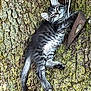 kitten, cat, sleeping, tree, moss, nature, outdoor, fur, animal, pet, claw, whiskers, relaxation, closeup, wildlife, wood, texture, adorable, resting, young