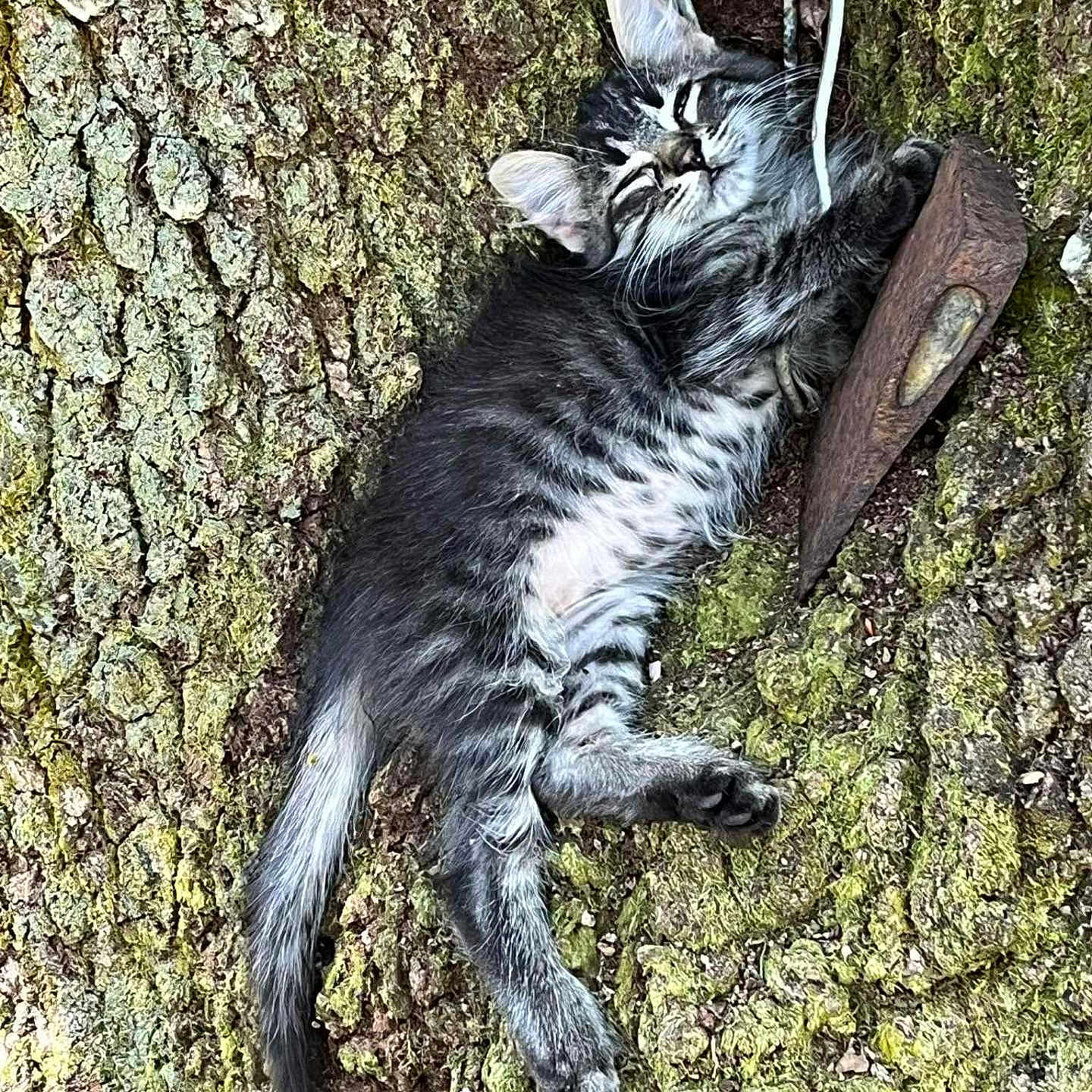 Mrs. P is registered to the contest to win money with this photo: adorable, animal, cat, claw, closeup, fur, kitten, moss, nature, outdoor, pet, relaxation, resting, sleeping, texture, tree, whiskers, wildlife, wood, young