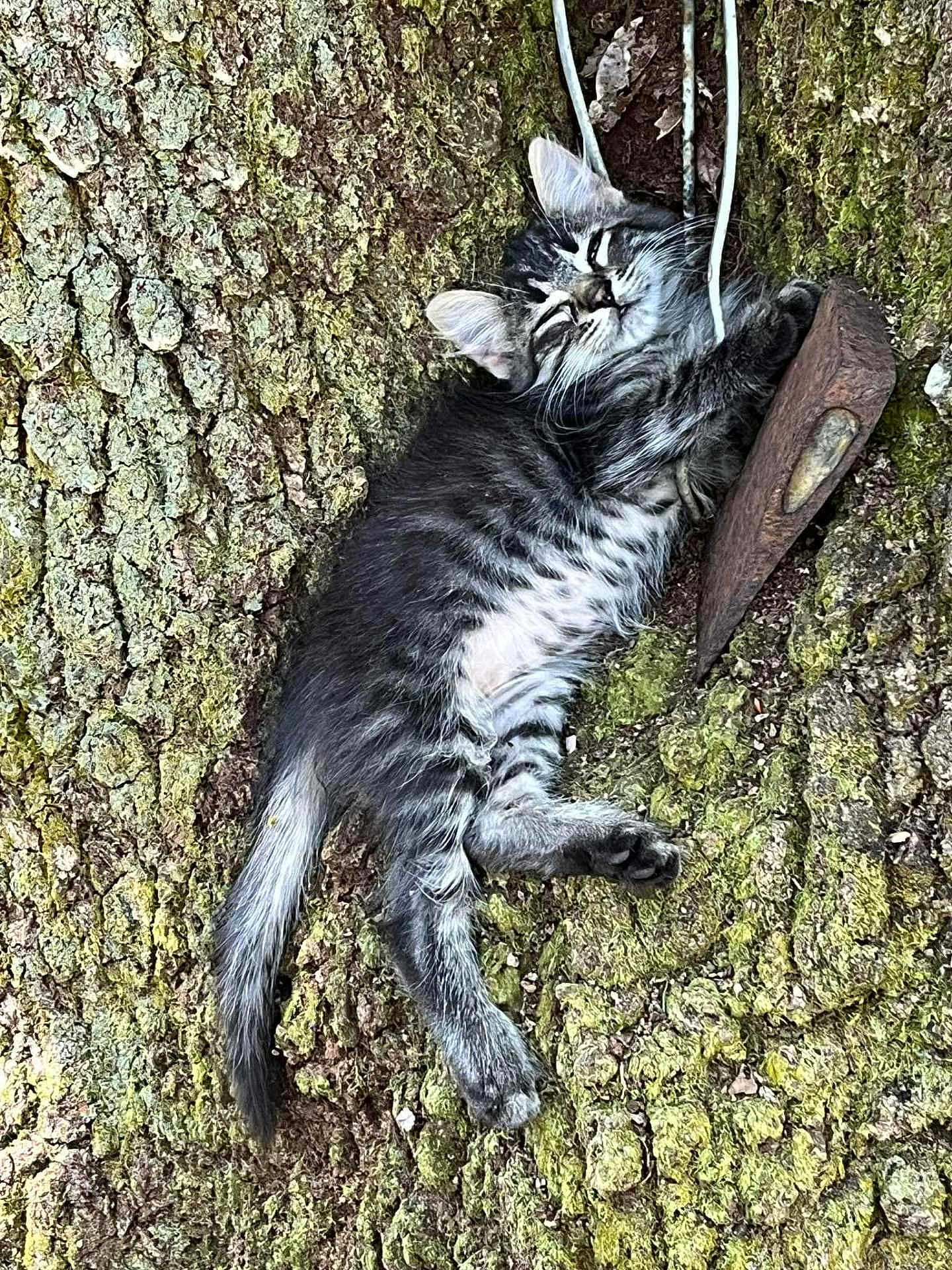 Mrs. P is registered to the contest to win money with this photo: kitten, cat, sleeping, tree, moss, nature, outdoor, fur, animal, pet, claw, whiskers, relaxation, closeup, wildlife, wood, texture, adorable, resting, young