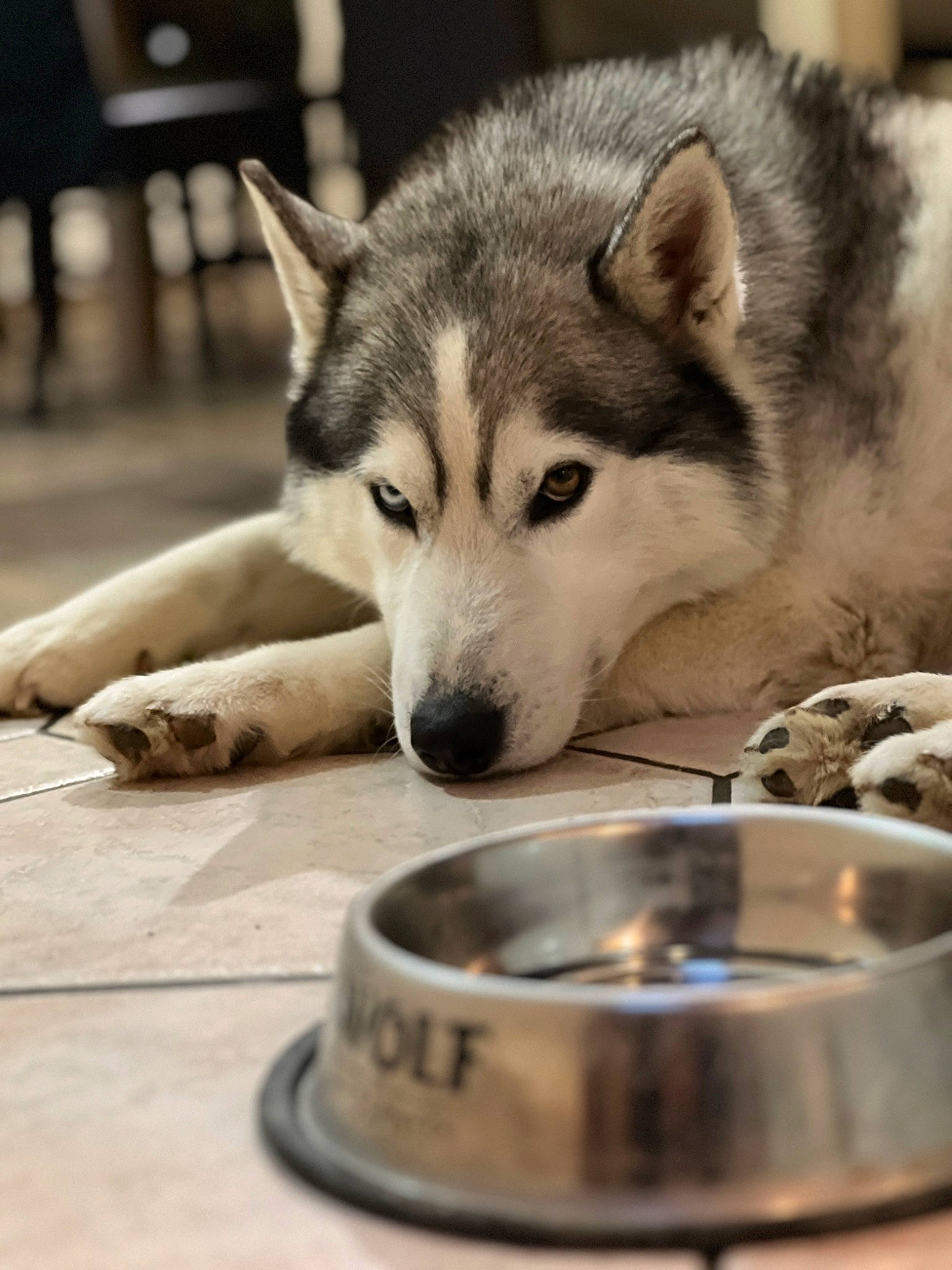 Pleupleu participe au concours pour gagner de l'argent avec cette photo : canidae, canis, carnivore, dog, dog_breed, eye, fur, gas_stove, head, jaw, kitchen_utensil, metal, recipe, sled_dog, snout, terrestrial_animal, whiskers, wildlife, wolf, working_dog