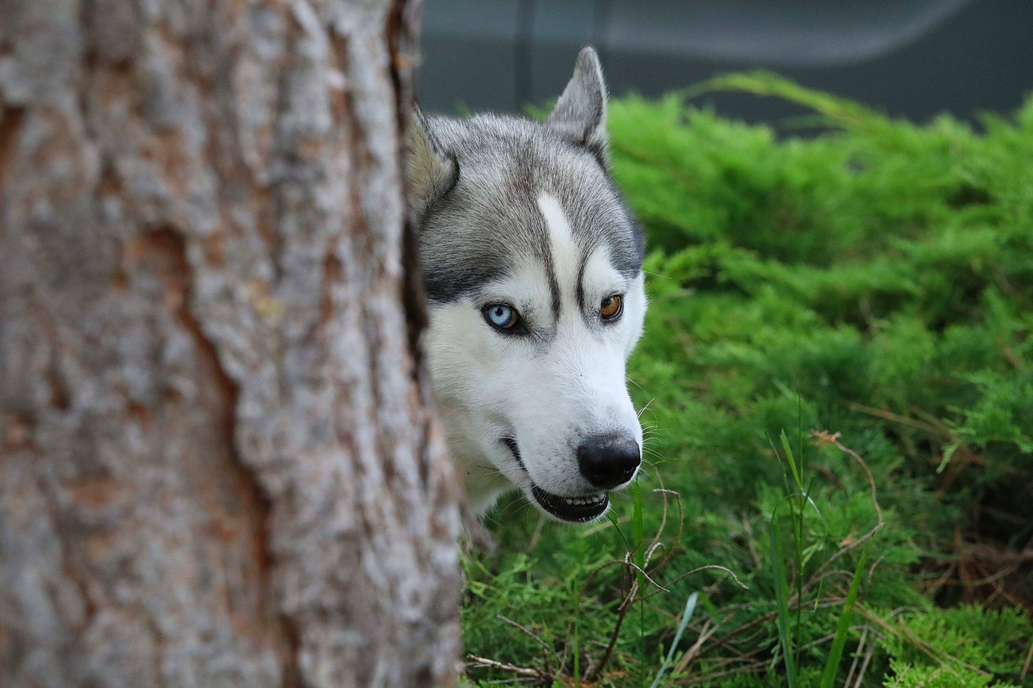 Pleupleu a rejoint le concours — aidez-le/la à gagner de superbes lots ! art, canidae, canis, carnivore, dog, dog_breed, forest, fur, grass, plant, sled_dog, sporting_group, terrestrial_animal, tree, trunk, whiskers, wildlife, wolf, wood, working_dog