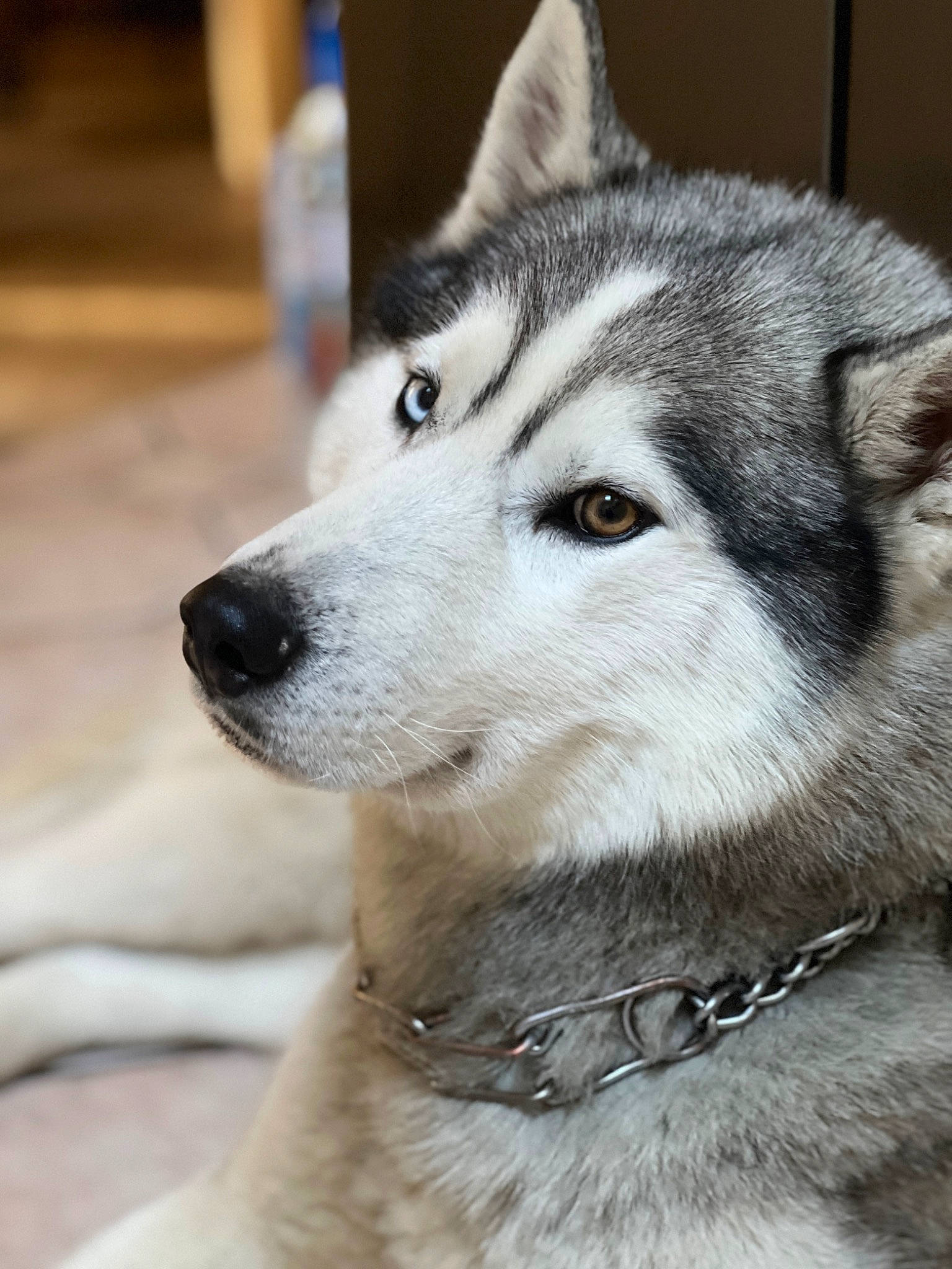 Pleupleu participe au concours pour gagner de l'argent avec cette photo : canidae, canis, carnivore, collar, companion_dog, dog, dog_breed, fawn, fur, grey, pet_supply, siberian_husky, sled_dog, snout, sporting_group, terrestrial_animal, whiskers, white, wolf, working_animal