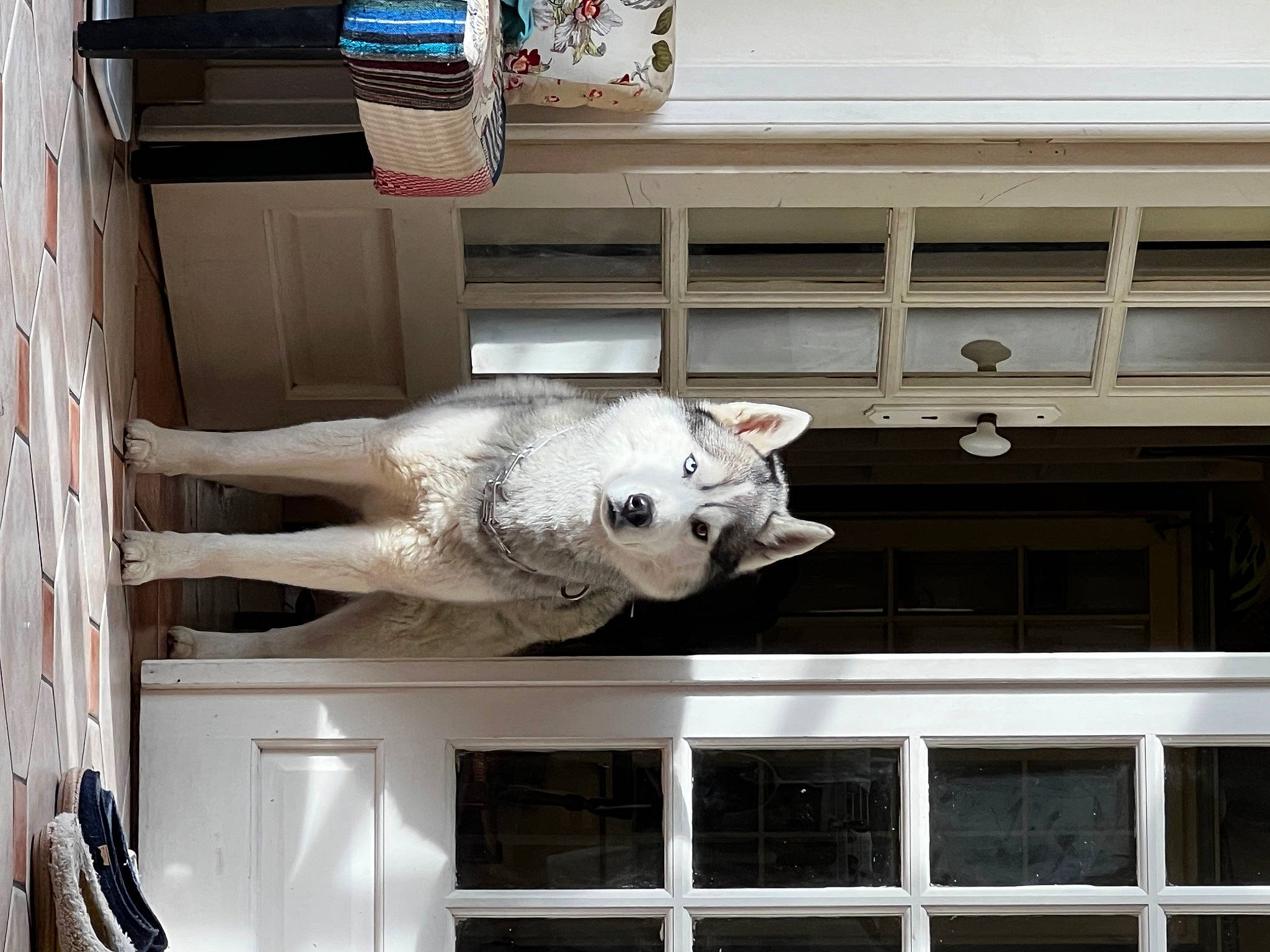 Pleupleu a rejoint le concours — aidez-le/la à gagner de superbes lots ! art, building, facade, felidae, fur, metal, small_to_medium_sized_cats, snout, window