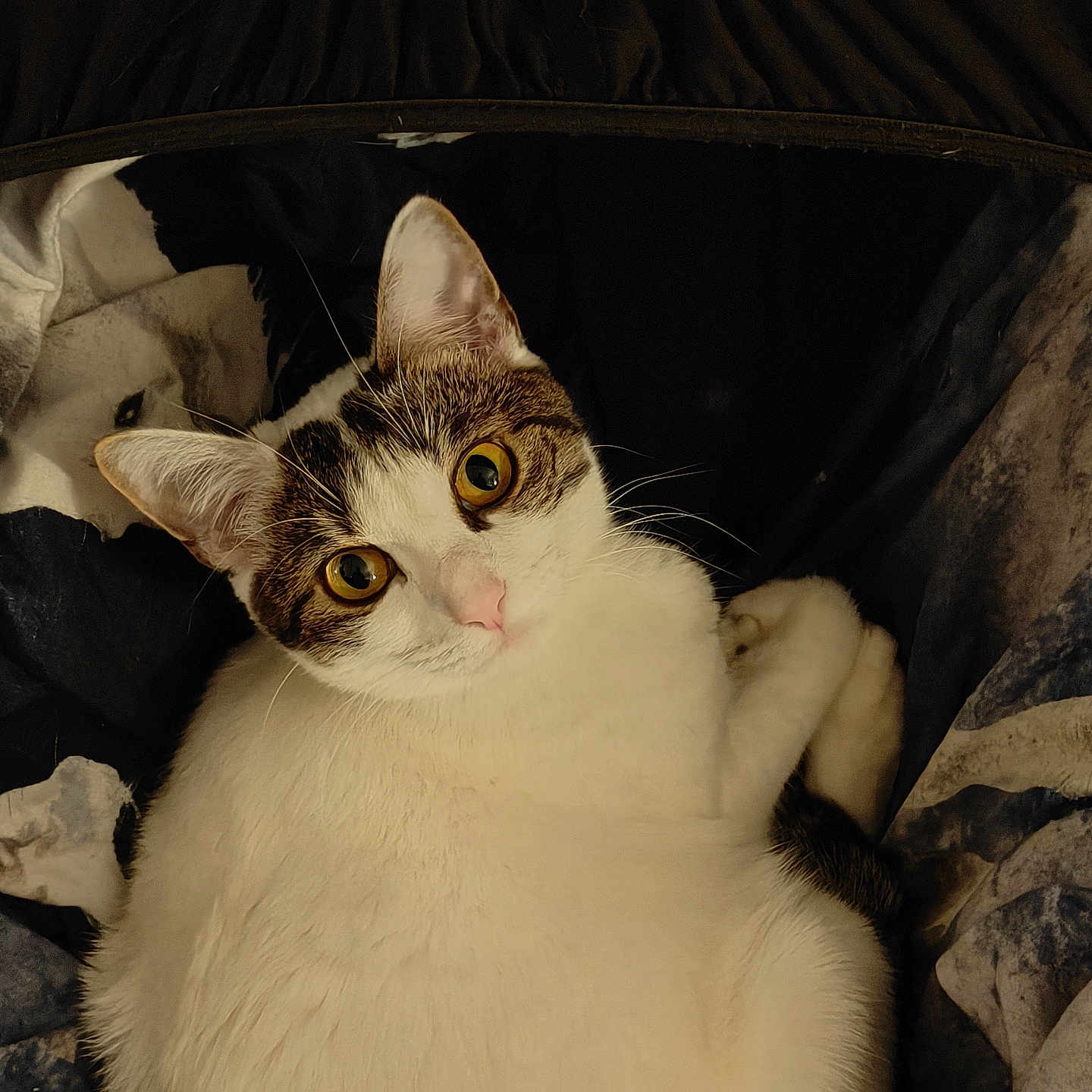 Gipsy participe au concours pour gagner de l'argent avec cette photo : abyssinian, angora, animal, armchair, bed, cat, chair, couch, furniture, kitten, manx, pet, siamese