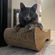 Skye joined the competition — help win amazing prizes! cat, grey_cat, pet, indoor, scratch_post, cardboard, floor, marble_floor, animal, feline, domestic_cat, whiskers, ears, paws, looking_at_camera, relaxed, close_up, portrait, home, cute