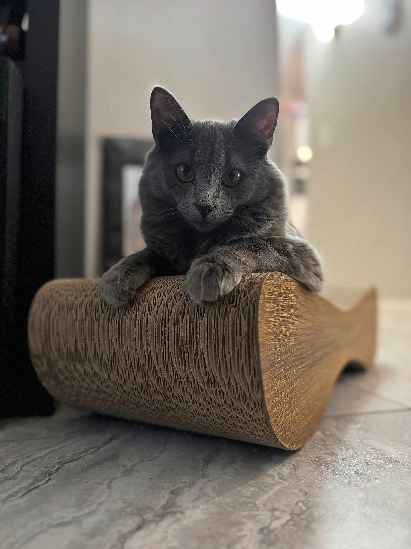Skye joined the competition — help win amazing prizes! cat, grey_cat, pet, indoor, scratch_post, cardboard, floor, marble_floor, animal, feline, domestic_cat, whiskers, ears, paws, looking_at_camera, relaxed, close_up, portrait, home, cute