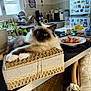 basket, blue_eyes, bottle, cat, chair, counter, cushion, decor, fluffy, glass, indoor, kitchen, microwave, pet, plant, plate, refrigerator, relaxed, tomatoes, window