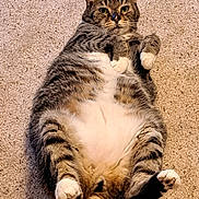 Woof is registered to the contest to win money with this photo: cat, tabby_cat, lying_down, carpet, fluffy, white_belly, paws, indoor, pet, cute, feline, striped, relaxed, animal, mammal, whiskers, ears, tail, fur, domestic_cat