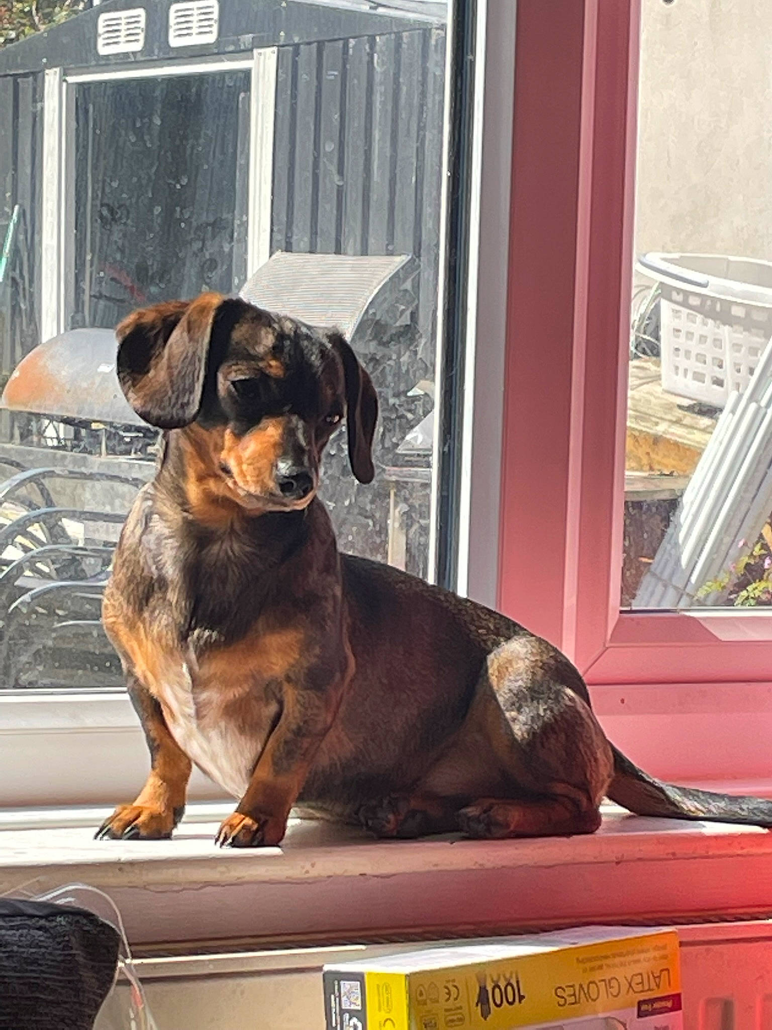 Mocha joined the competition — help win amazing prizes! canidae, carnivore, collar, companion_dog, dog, dog_breed, dog_supply, door, fawn, fixture, fur, guard_dog, pet_supply, snout, sporting_group, terrestrial_animal, window, windshield, working_animal, working_dog