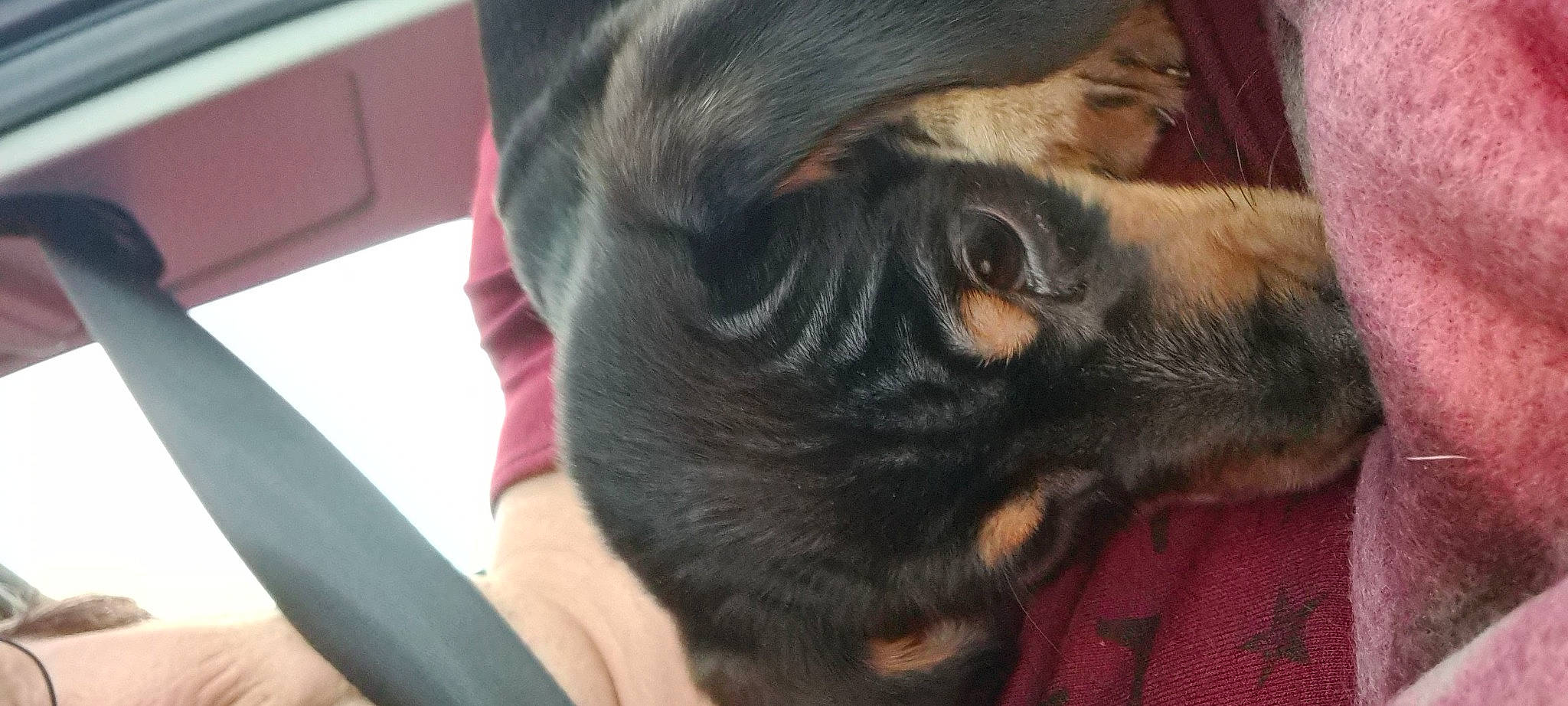 Isla joined the competition — help win amazing prizes! canidae, carnivore, companion_dog, dog, dog_breed, ear, fawn, mammal, nose, puppy, snout, sporting_group, vertebrate, whiskers