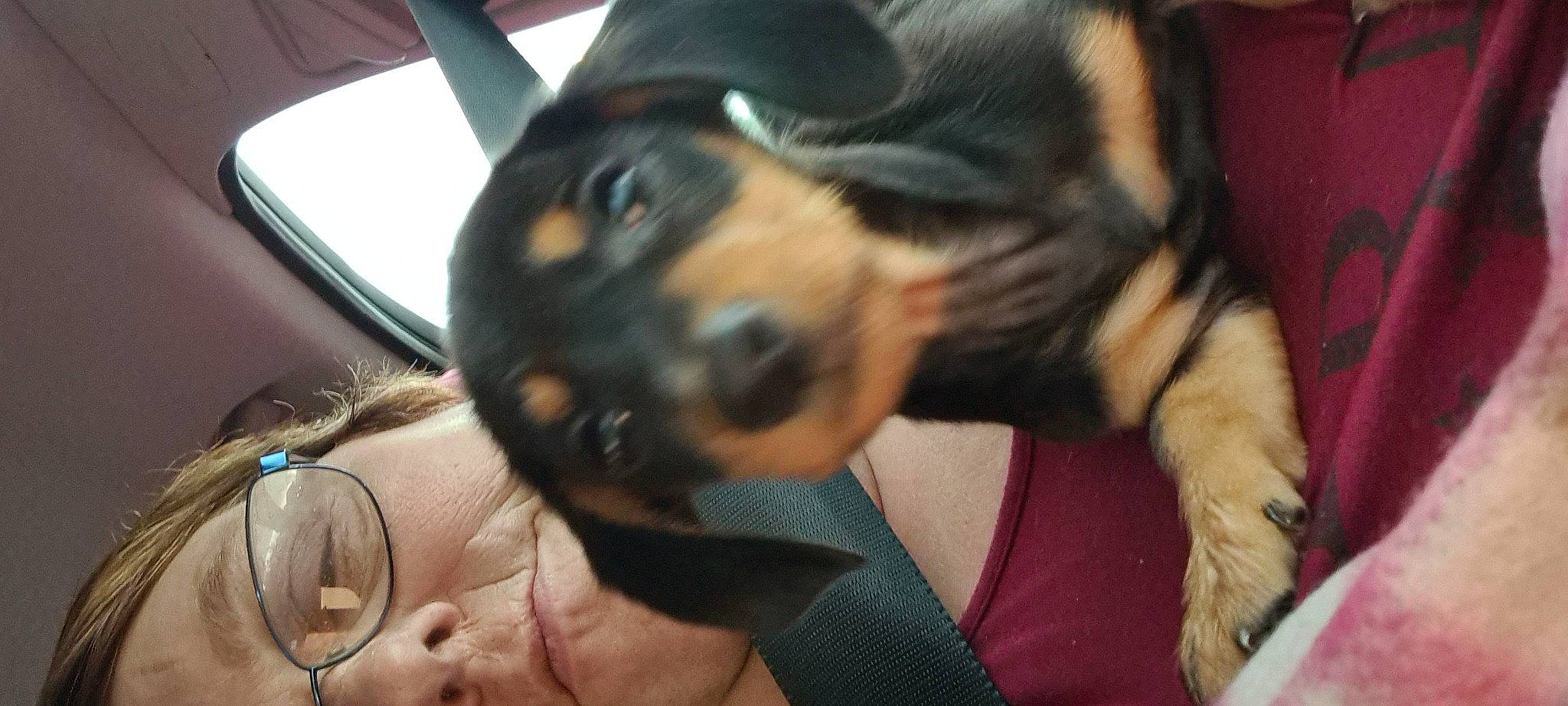 Isla joined the competition — help win amazing prizes! canidae, carnivore, companion_dog, dachshund, dobermann, dog, dog_breed, fawn, guard_dog, jagdterrier, manchester_terrier, miniature_pinscher, nose, pinscher, prazsky_krysarik, puppy, rottweiler, snout, vertebrate