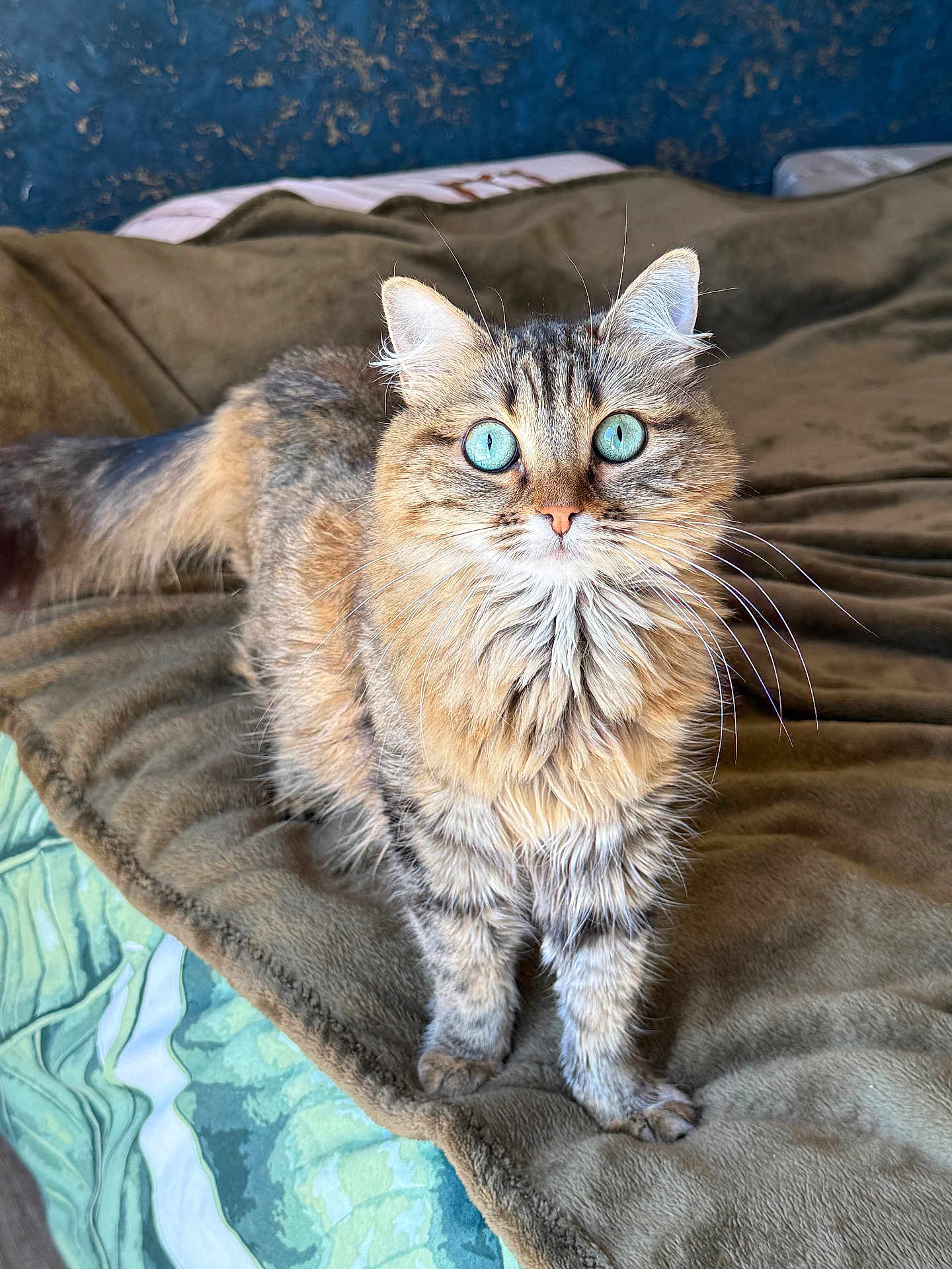 Bella participe au concours pour gagner de l'argent avec cette photo : cat, tabby_cat, blue_eyes, fluffy, pet, animal, feline, whiskers, alert, curious, brown_blanket, indoor, soft_texture, bed, fur, close_up, portrait, domestic_cat, looking, cute