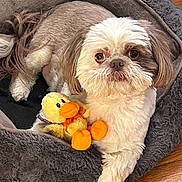 Gremmy is registered to the contest to win money with this photo: adorable, big_eyes, closeup, cozy, dog, dog_bed, fur, hardwood_floor, indoor, looking_at_camera, nose, paws, pet, pet_accessory, plush, relaxed, sitting, stuffed_duck, toy, whiskers