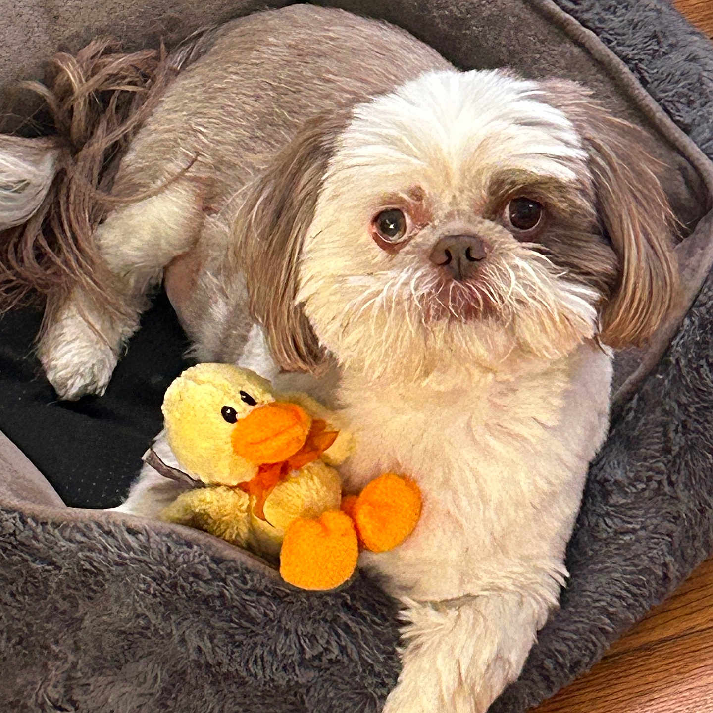 Gremmy is registered to the contest to win money with this photo: adorable, big_eyes, closeup, cozy, dog, dog_bed, fur, hardwood_floor, indoor, looking_at_camera, nose, paws, pet, pet_accessory, plush, relaxed, sitting, stuffed_duck, toy, whiskers