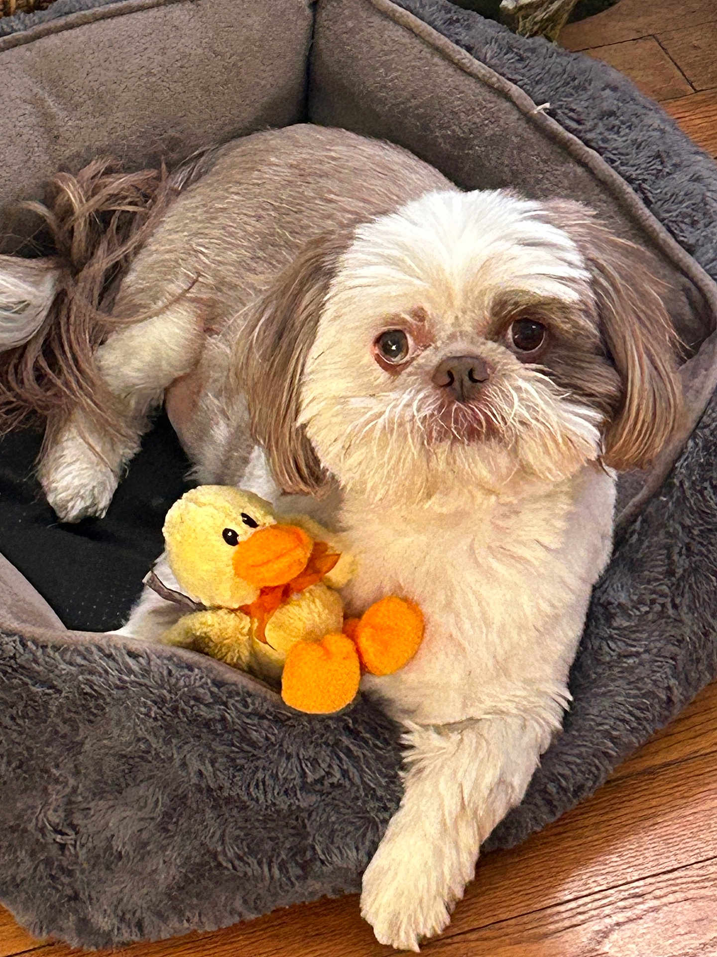 Gremmy is registered to the contest to win money with this photo: adorable, big_eyes, closeup, cozy, dog, dog_bed, fur, hardwood_floor, indoor, looking_at_camera, nose, paws, pet, pet_accessory, plush, relaxed, sitting, stuffed_duck, toy, whiskers
