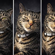 Mak joined the competition — help win amazing prizes! animal, background, buckle, cat, close_up, collar, expression, fur, green_eyes, indoor, mammal, pet, portrait, smug, studio_lighting, tabby_cat, three_panel, triptych, vertical_panels, whiskers